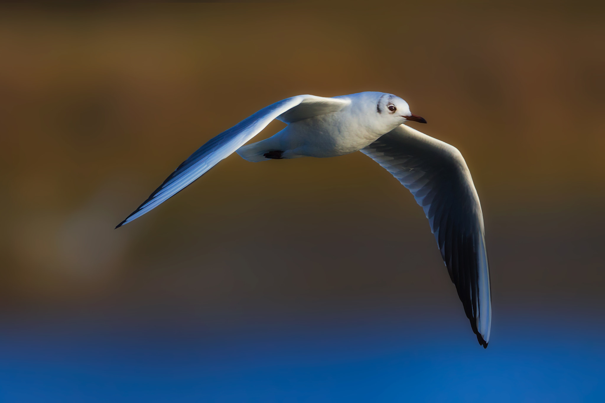 Canon EF 400mm F2.8L IS II USM sample photo. Seagull... photography