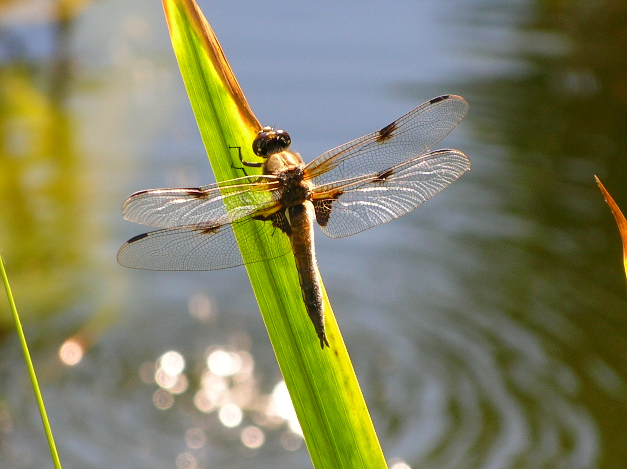Nikon E4800 sample photo. Brown dragonfly photography