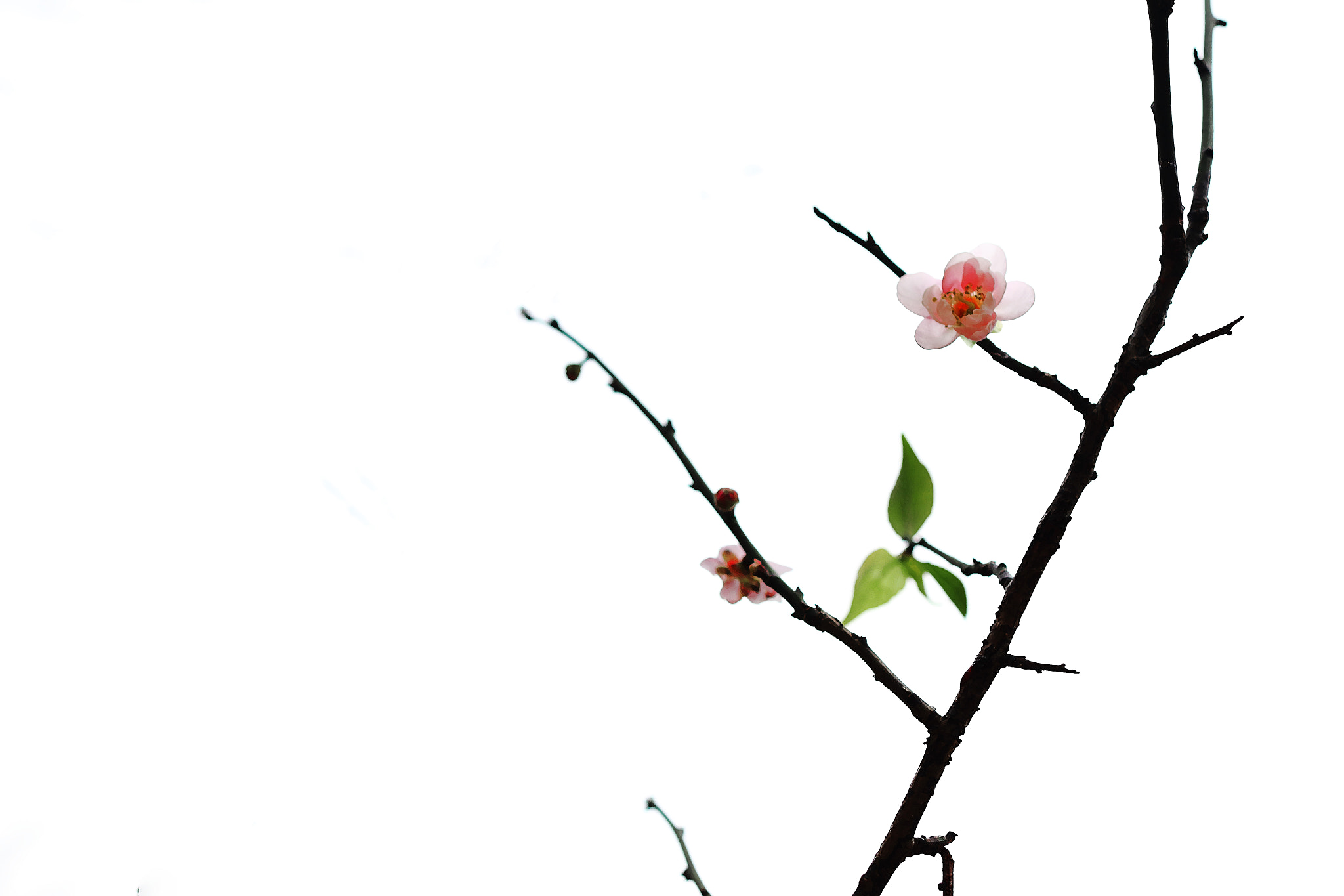 Canon EF 24mm F1.4L II USM sample photo. Single plum photography
