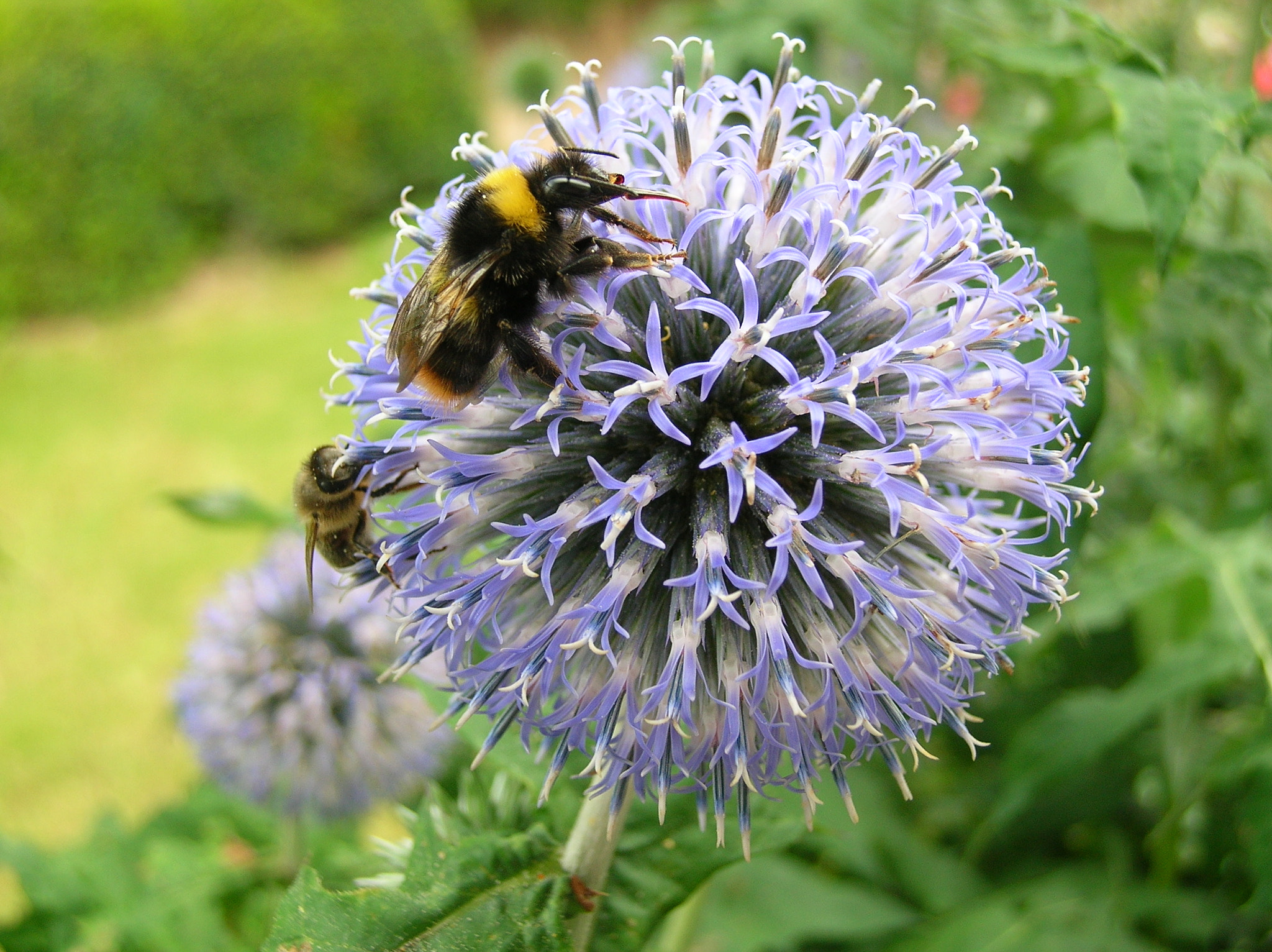 Nikon E4800 sample photo. Bee and bumblebee together photography