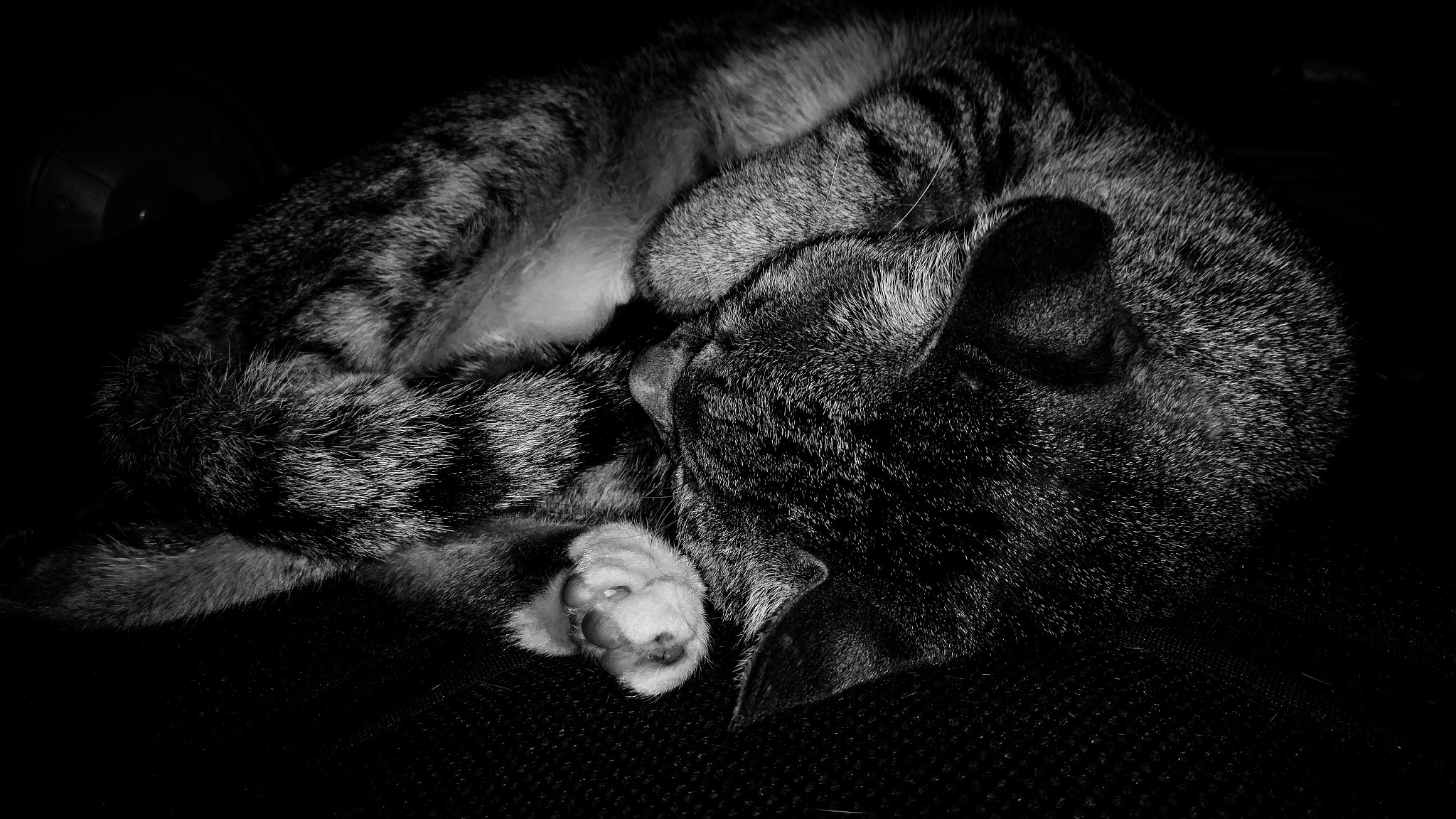 Motorola Moto X Style sample photo. Sleeping neko photography