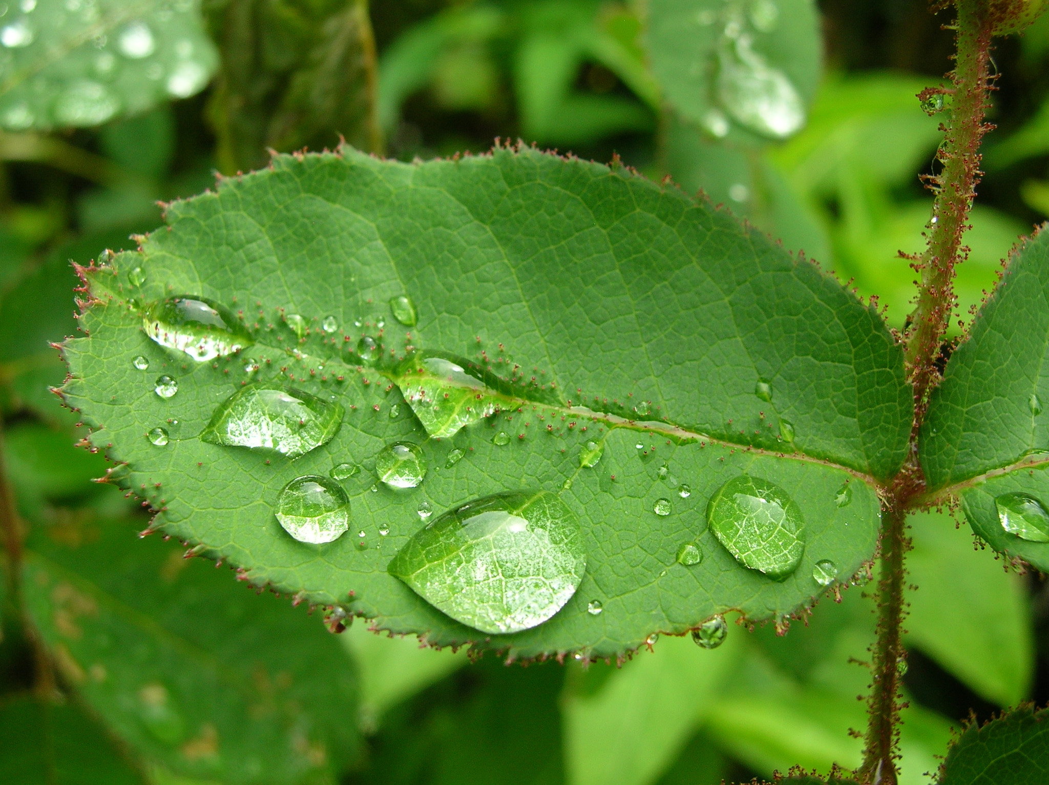 Nikon E4800 sample photo. Water on leaf photography