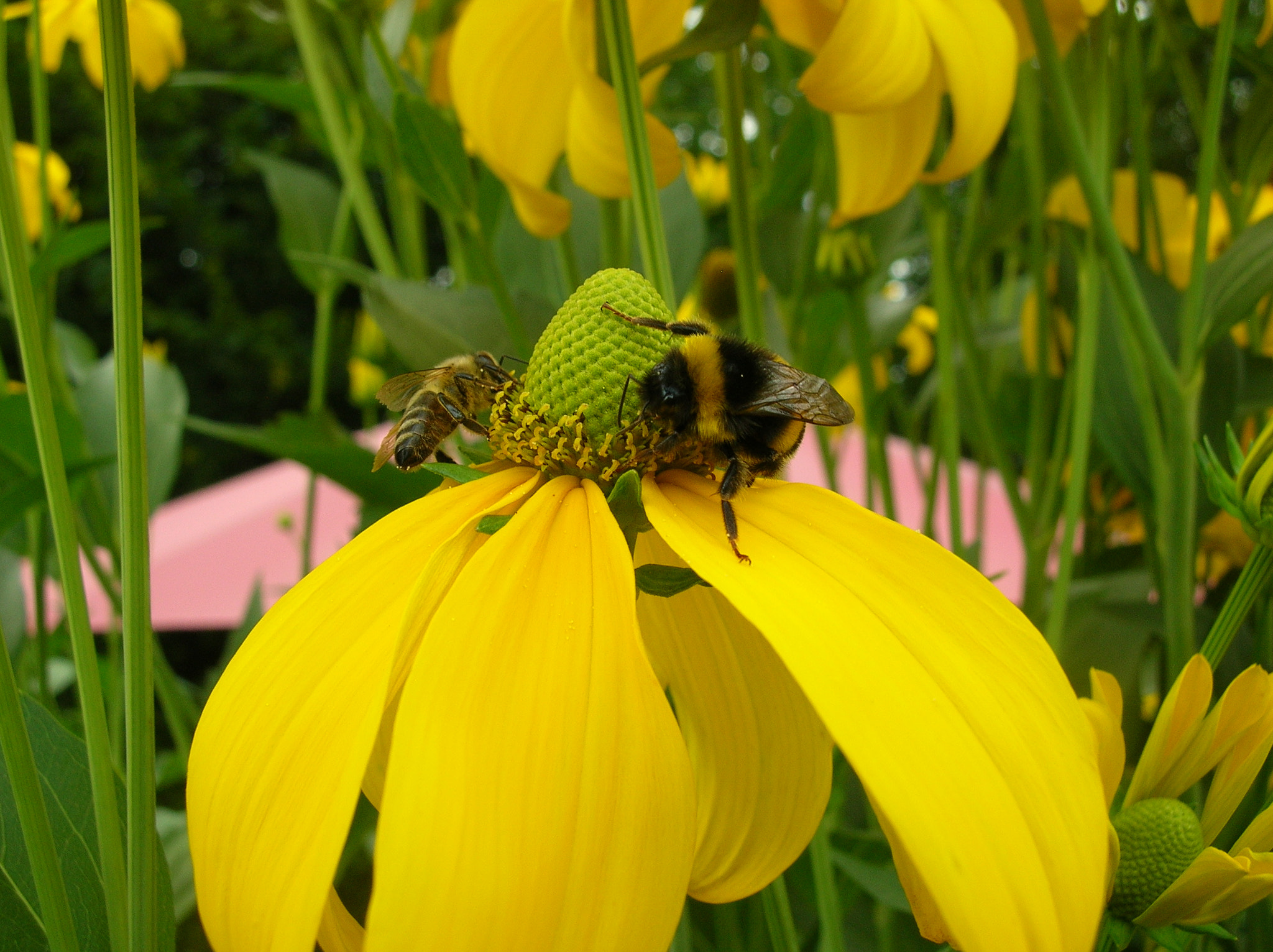 Nikon E4800 sample photo. Bee and bumblebee photography