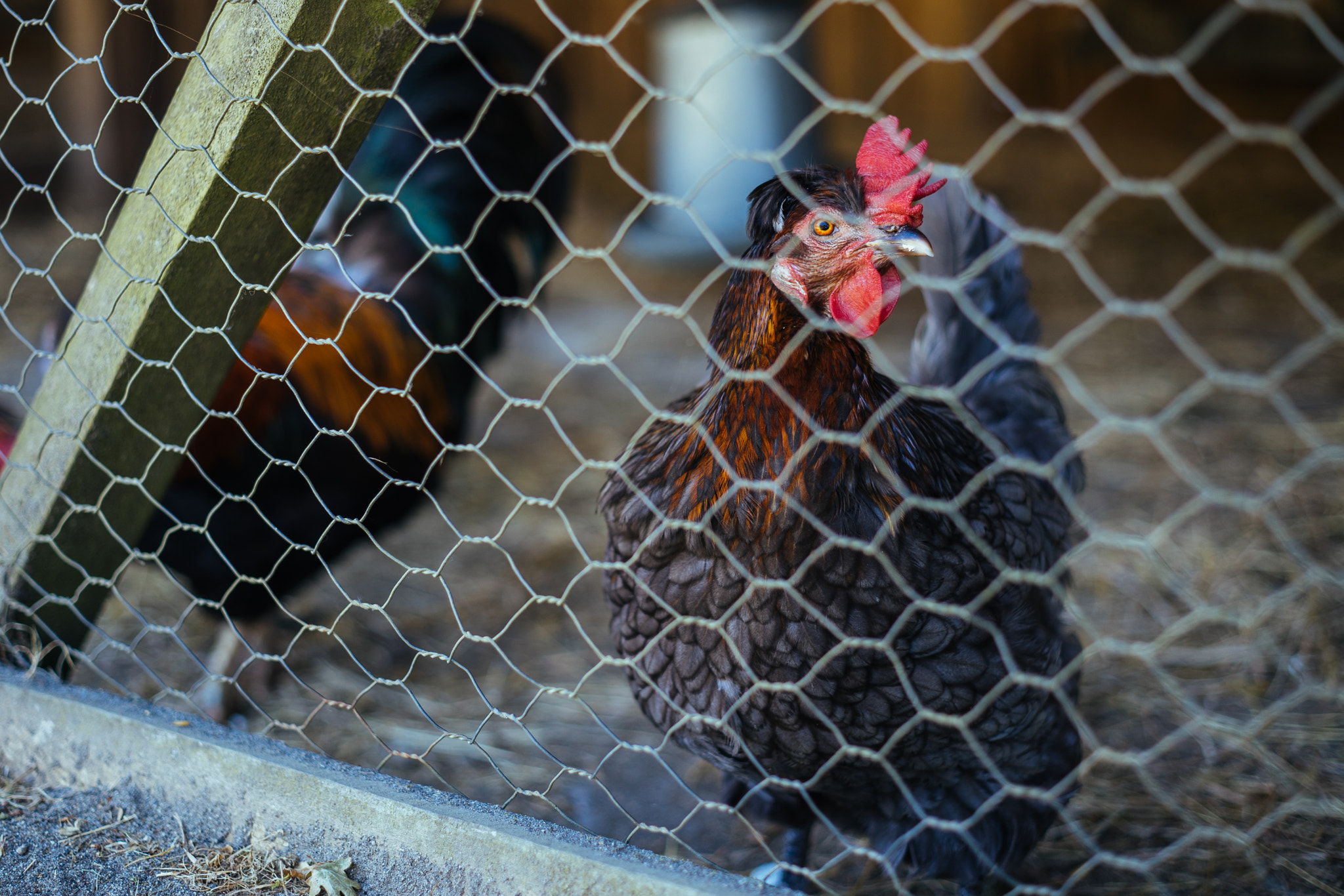 E 50mm F2 sample photo. Cooped up photography