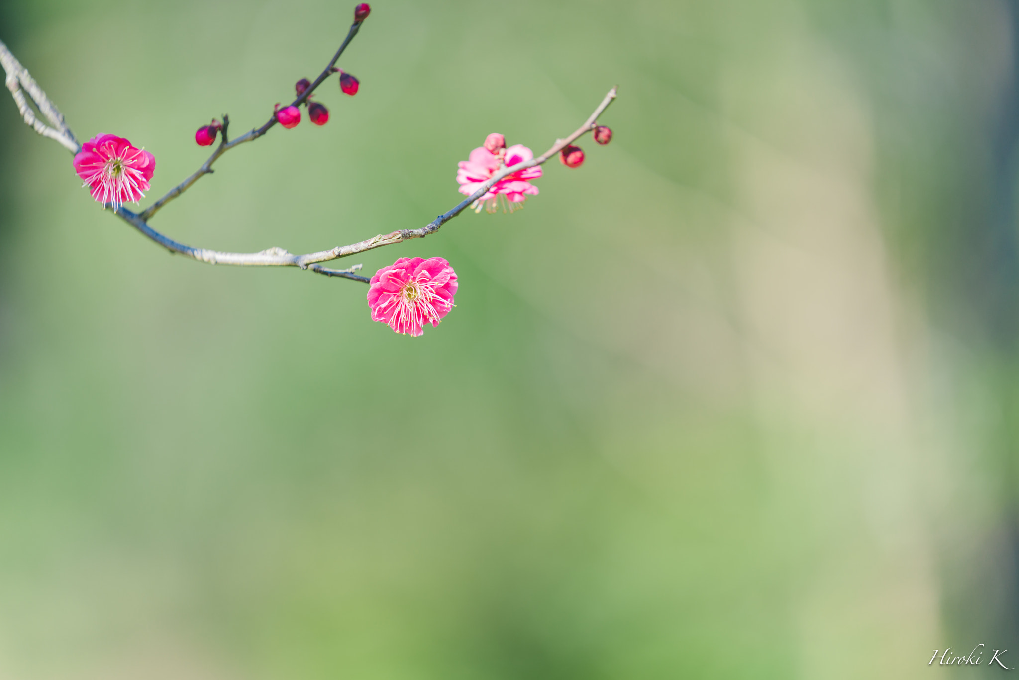Sony FE 70-200mm F2.8 GM OSS sample photo. Blooming pink photography