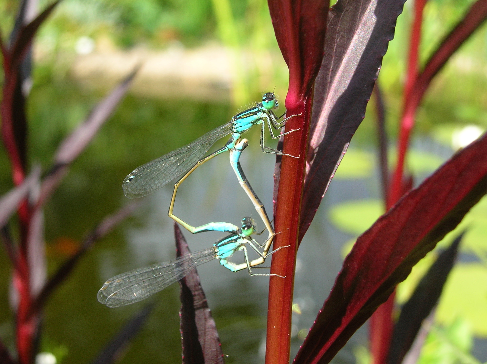 Nikon E4800 sample photo. Two dragonflies photography