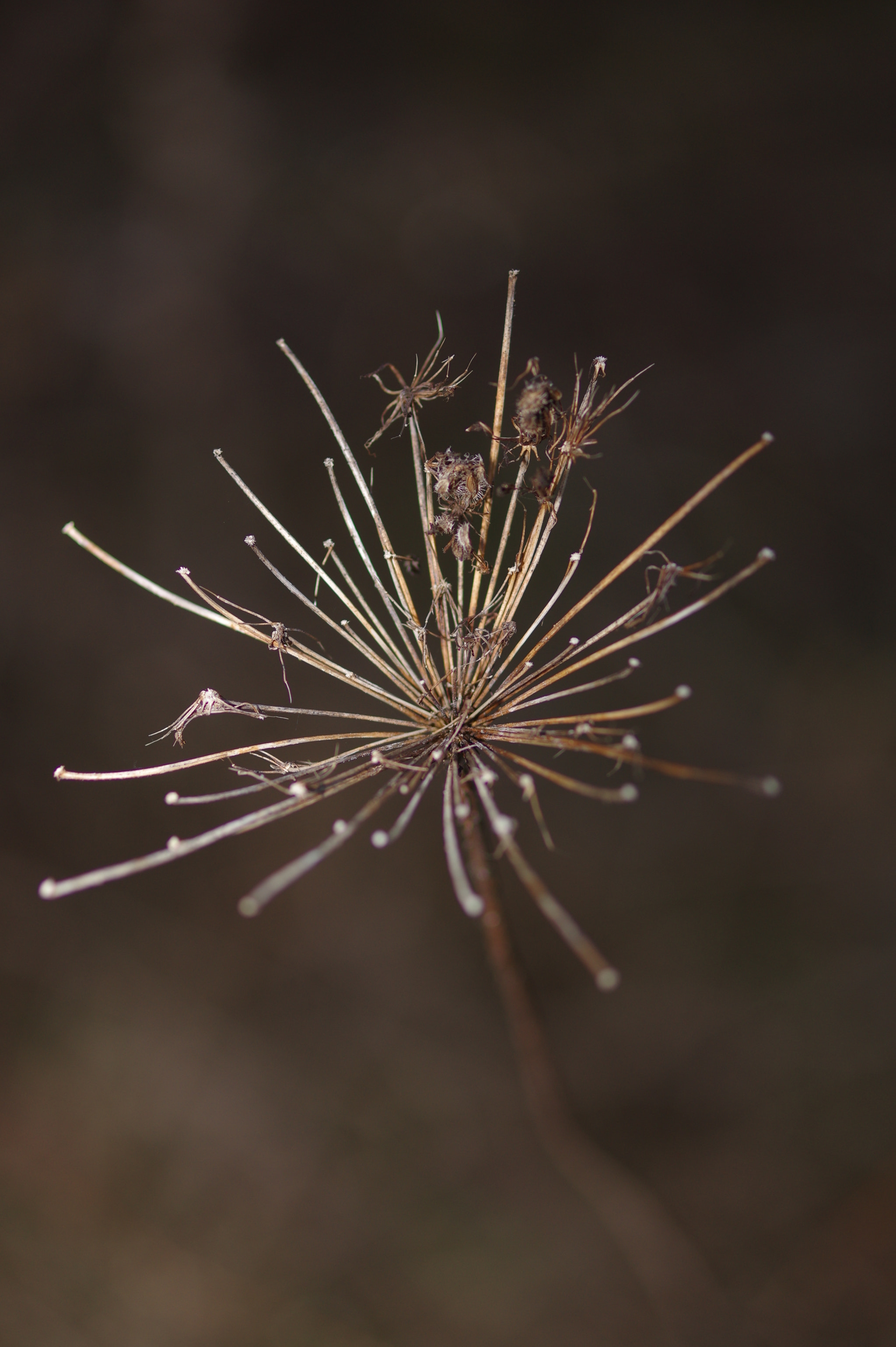 Pentax K-3 sample photo