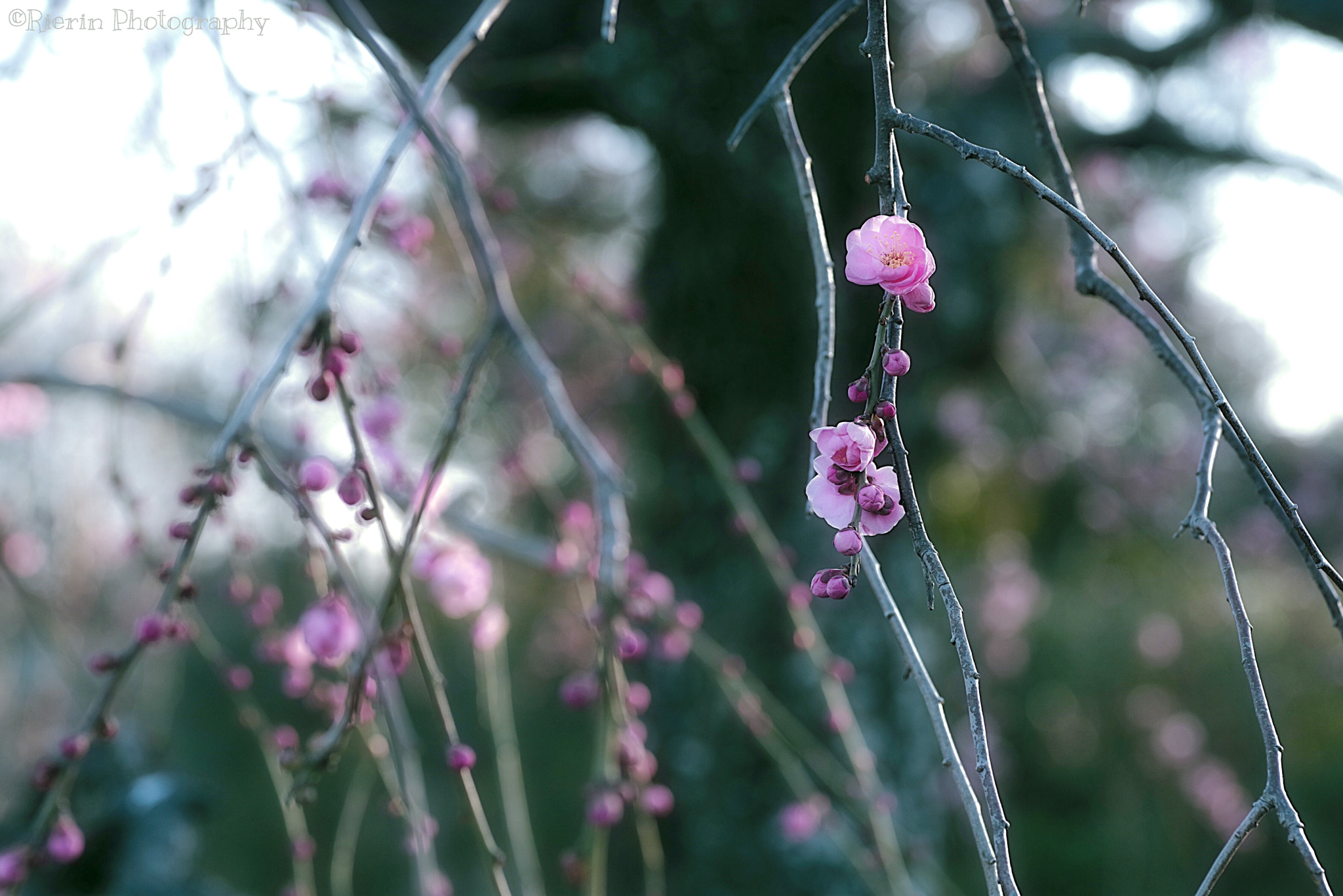 Pentax smc D-FA 100mm F2.8 Macro WR sample photo