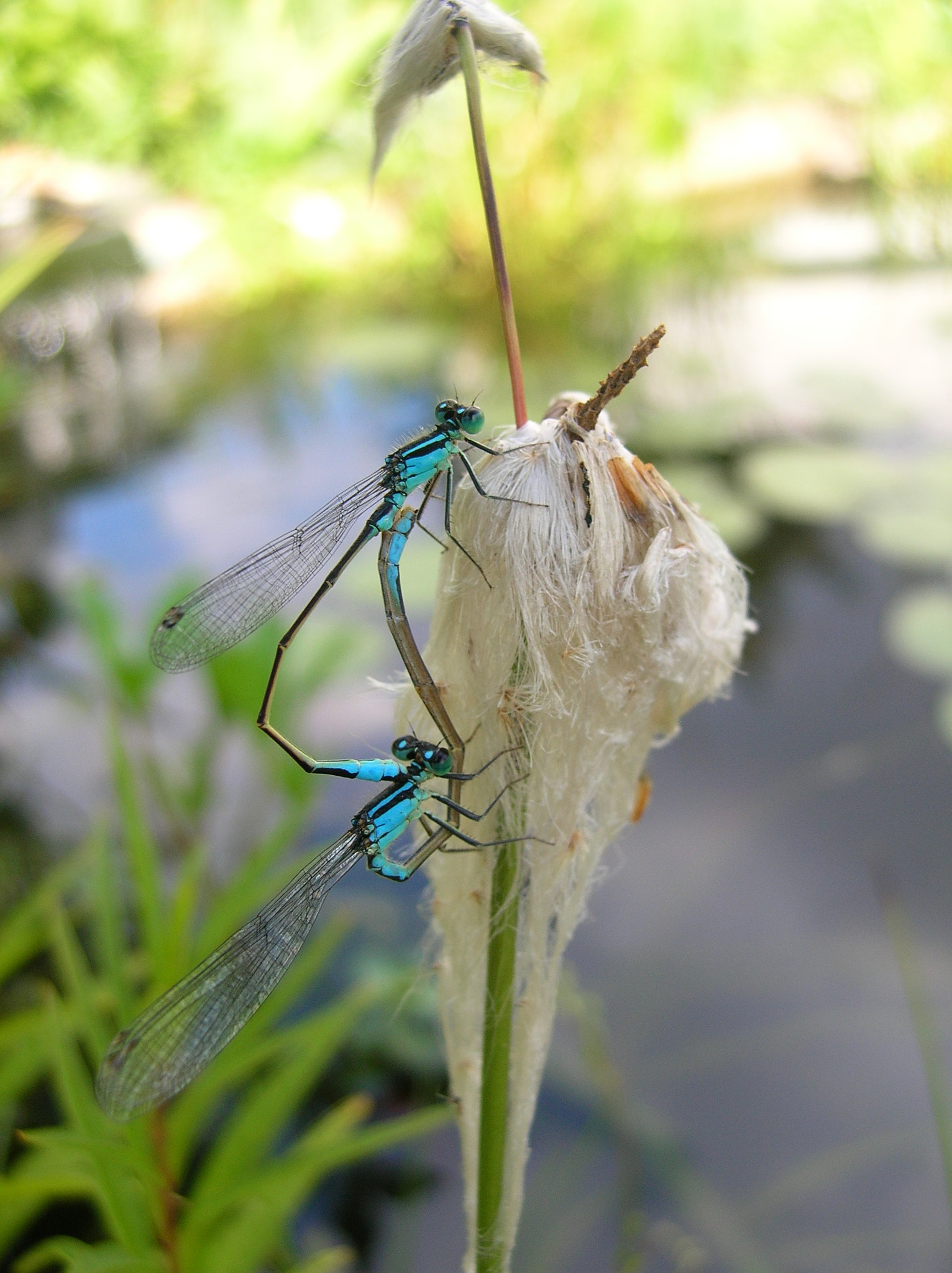 Nikon E4800 sample photo. Two dragonflies photography