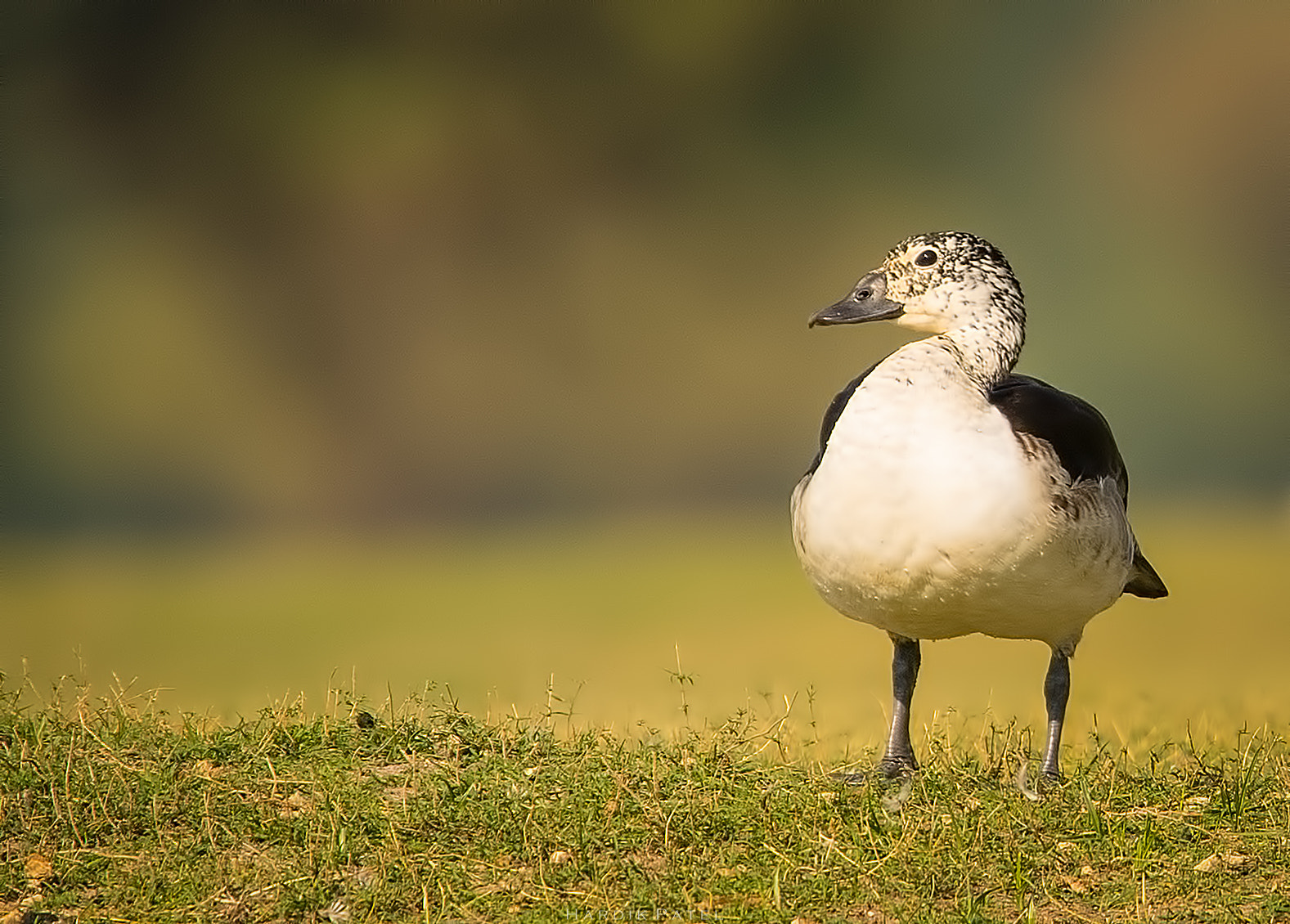 Nikon D5 sample photo. Knob billed duck photography