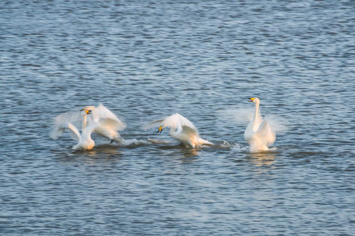 Nikon D810 sample photo. The swan photography