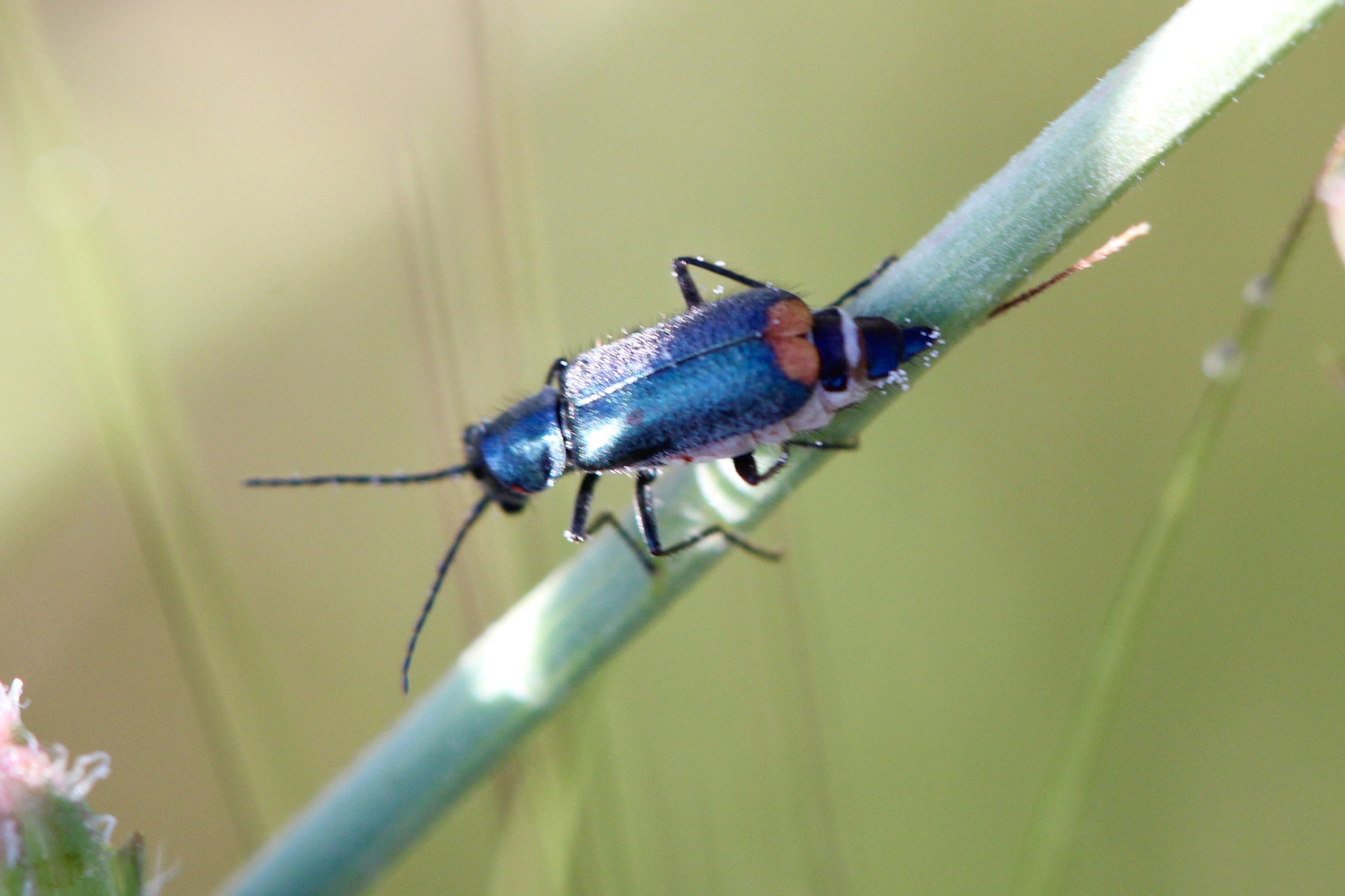 Canon EF 100mm F2.8 Macro USM sample photo. Distinguishable navy blue bug photography