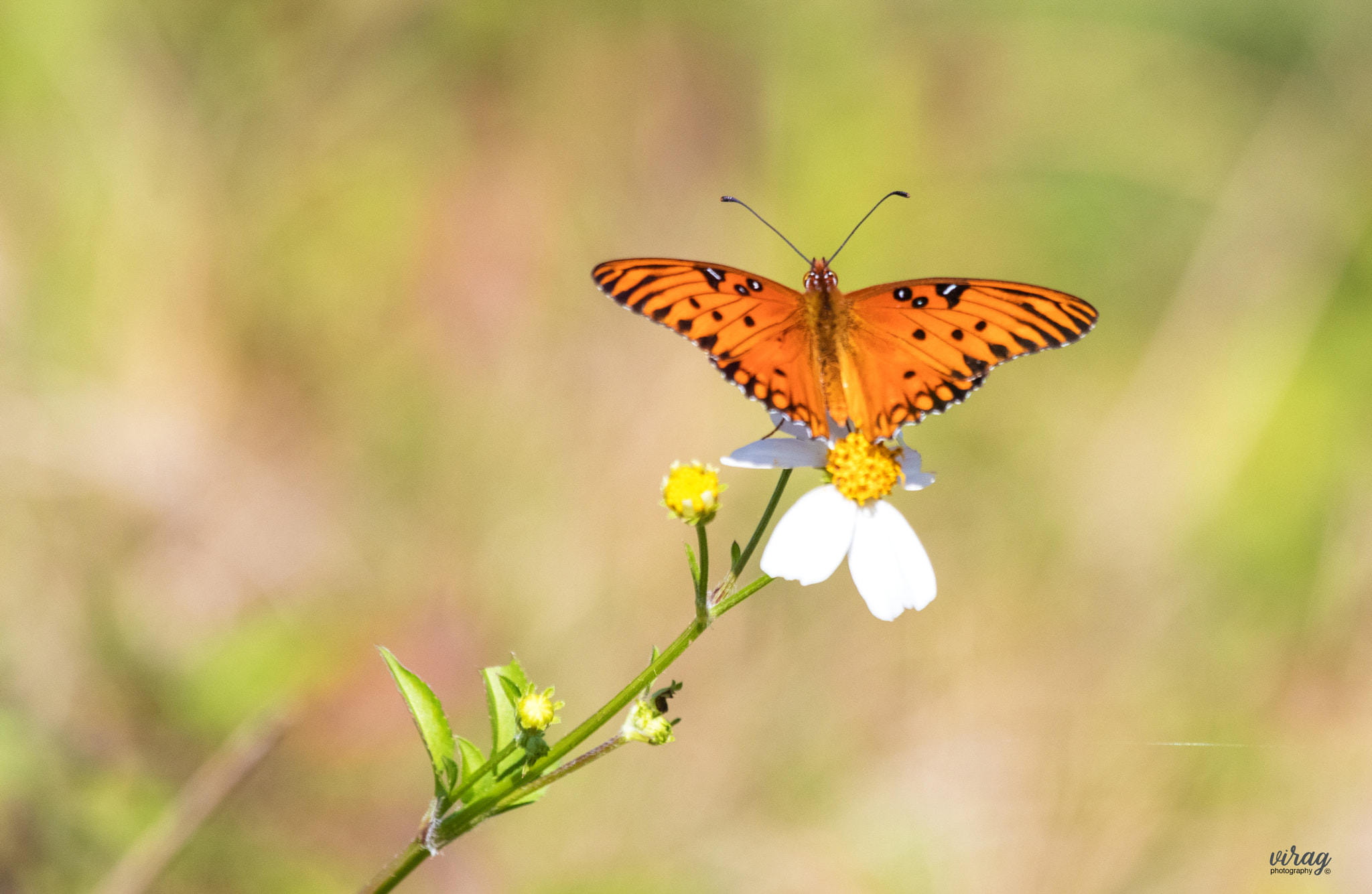 Canon EF 100-400mm F4.5-5.6L IS USM sample photo. Gulf fritillary photography