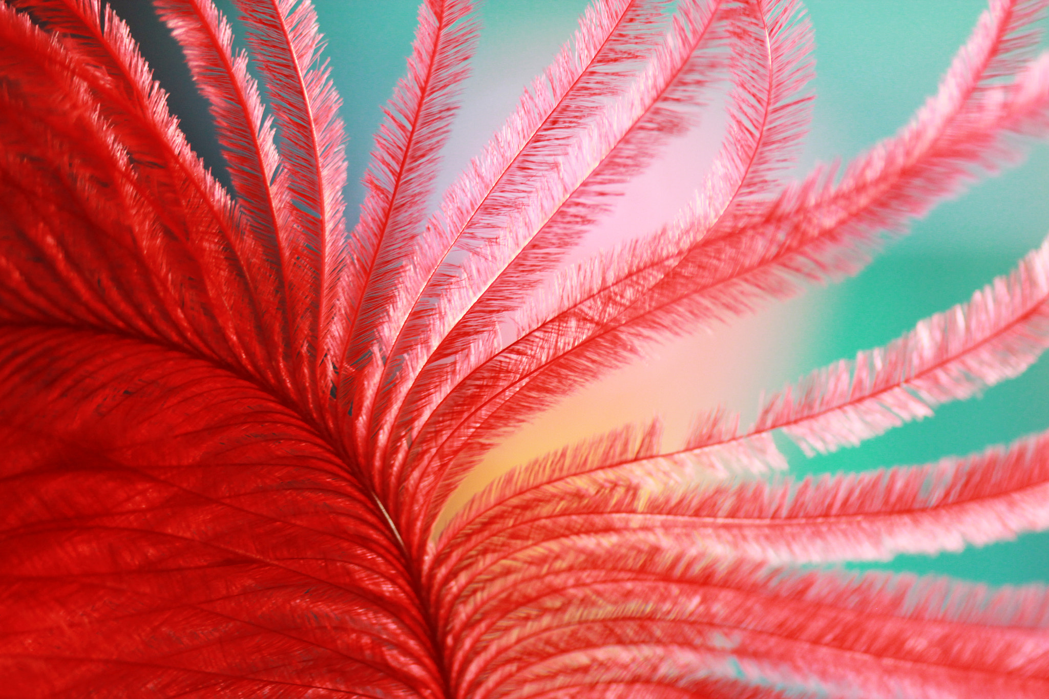 Canon EF 100mm F2.8 Macro USM sample photo. Red feather photography