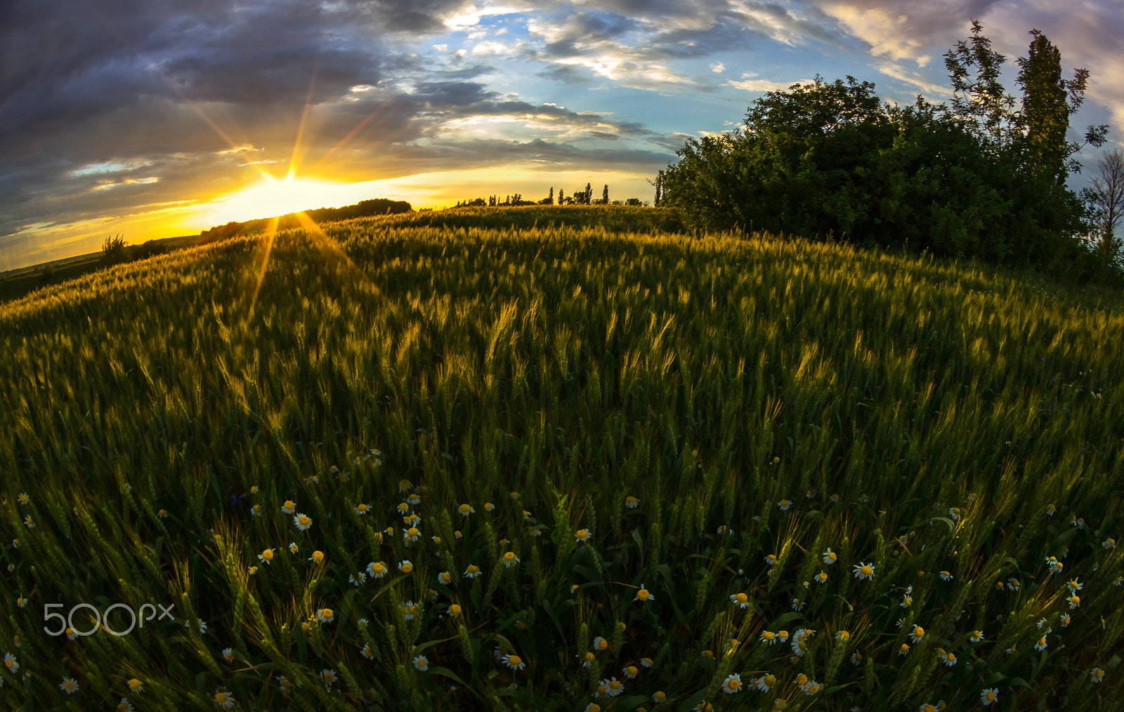 Tokina AT-X 10-17mm F3.5-4.5 DX Fisheye sample photo. Yellow, green, no red poppies photography