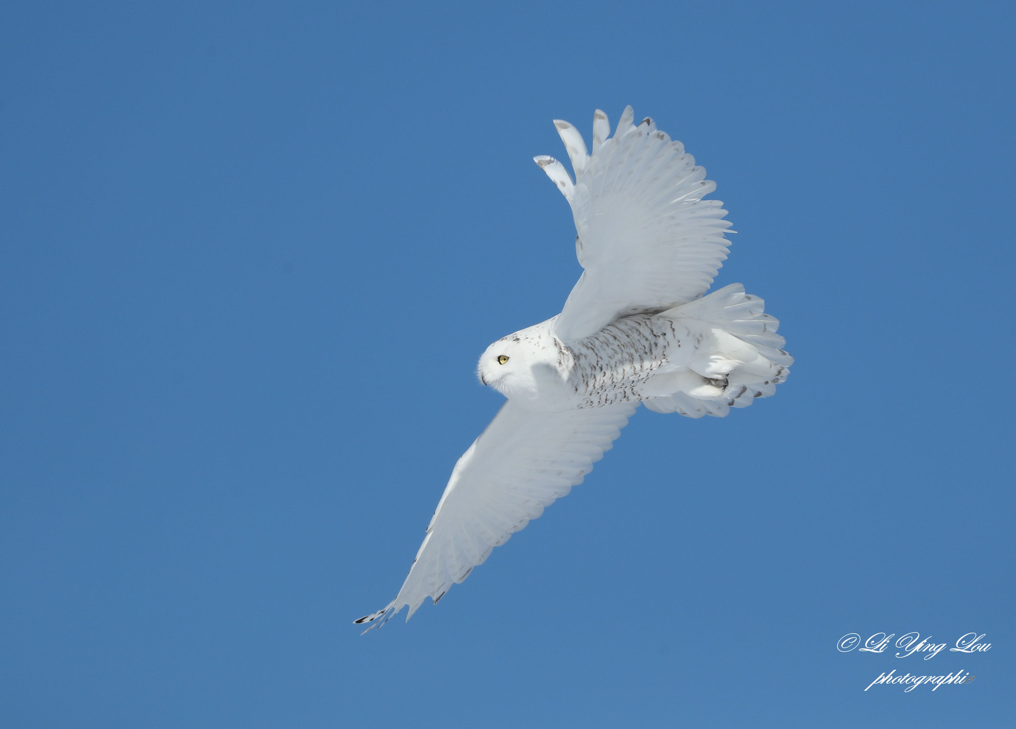 Canon EOS-1D X Mark II + Canon EF 100-400mm F4.5-5.6L IS II USM sample photo. Harfang des neiges \snowy owl photography