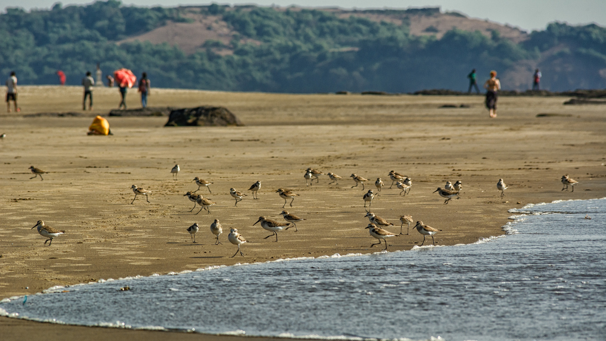 Sigma 28-300mm F3.5-6.3 DG Macro sample photo. Sandpipers photography