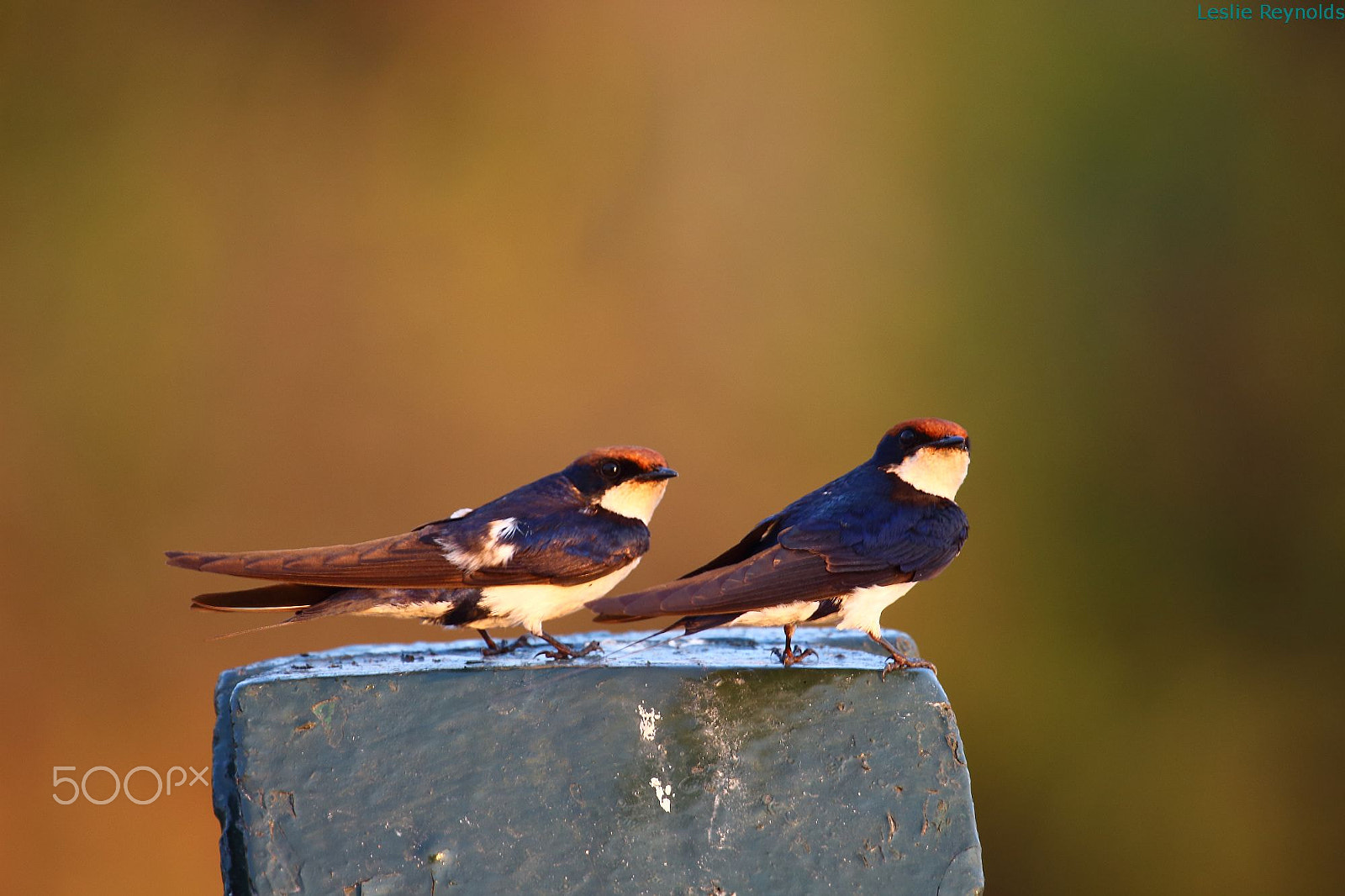 Canon EF 100-400mm F4.5-5.6L IS USM sample photo. Wire-tailed swallows photography
