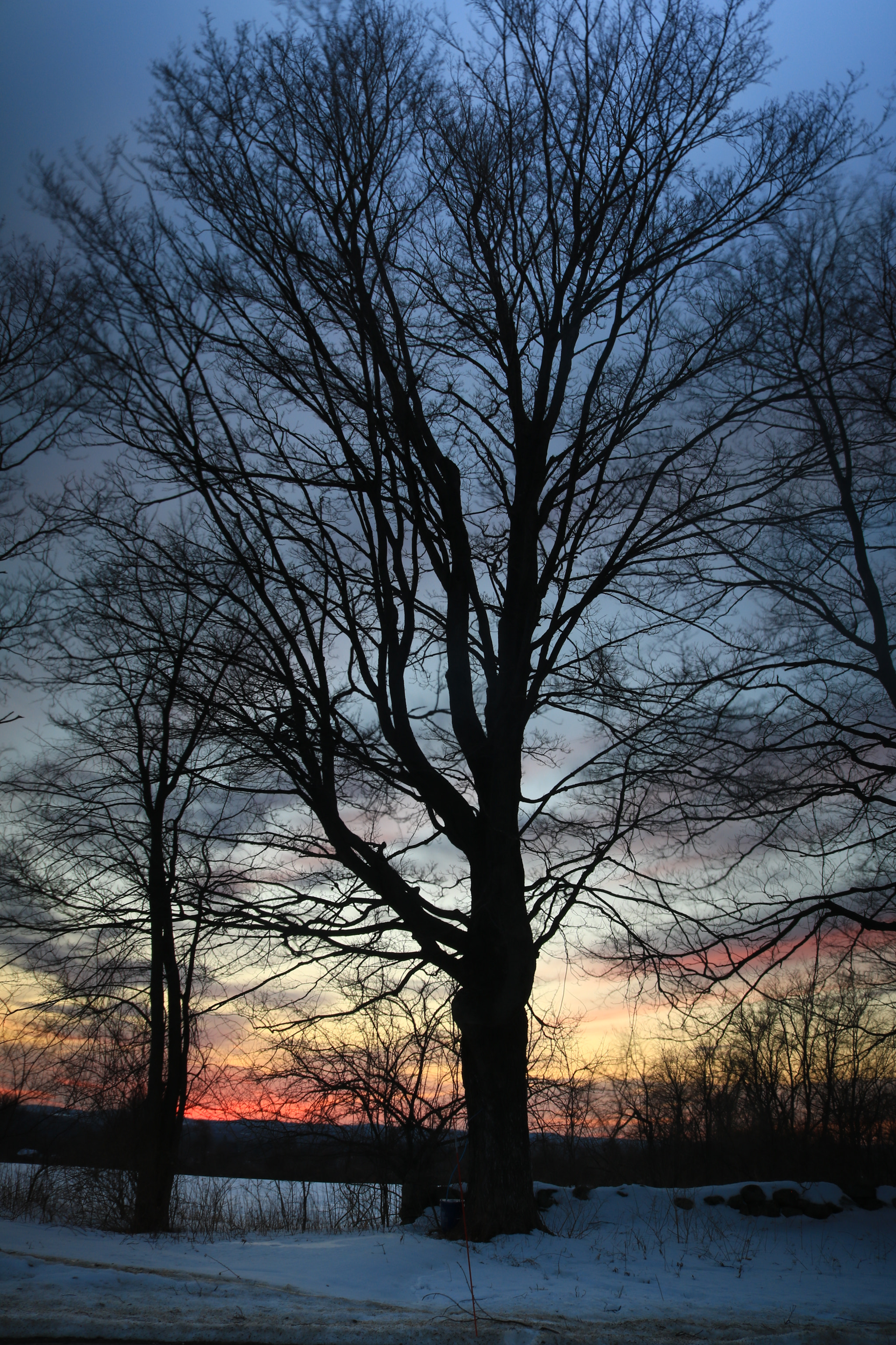 Canon EOS 750D (EOS Rebel T6i / EOS Kiss X8i) sample photo. Winter silhouettes photography