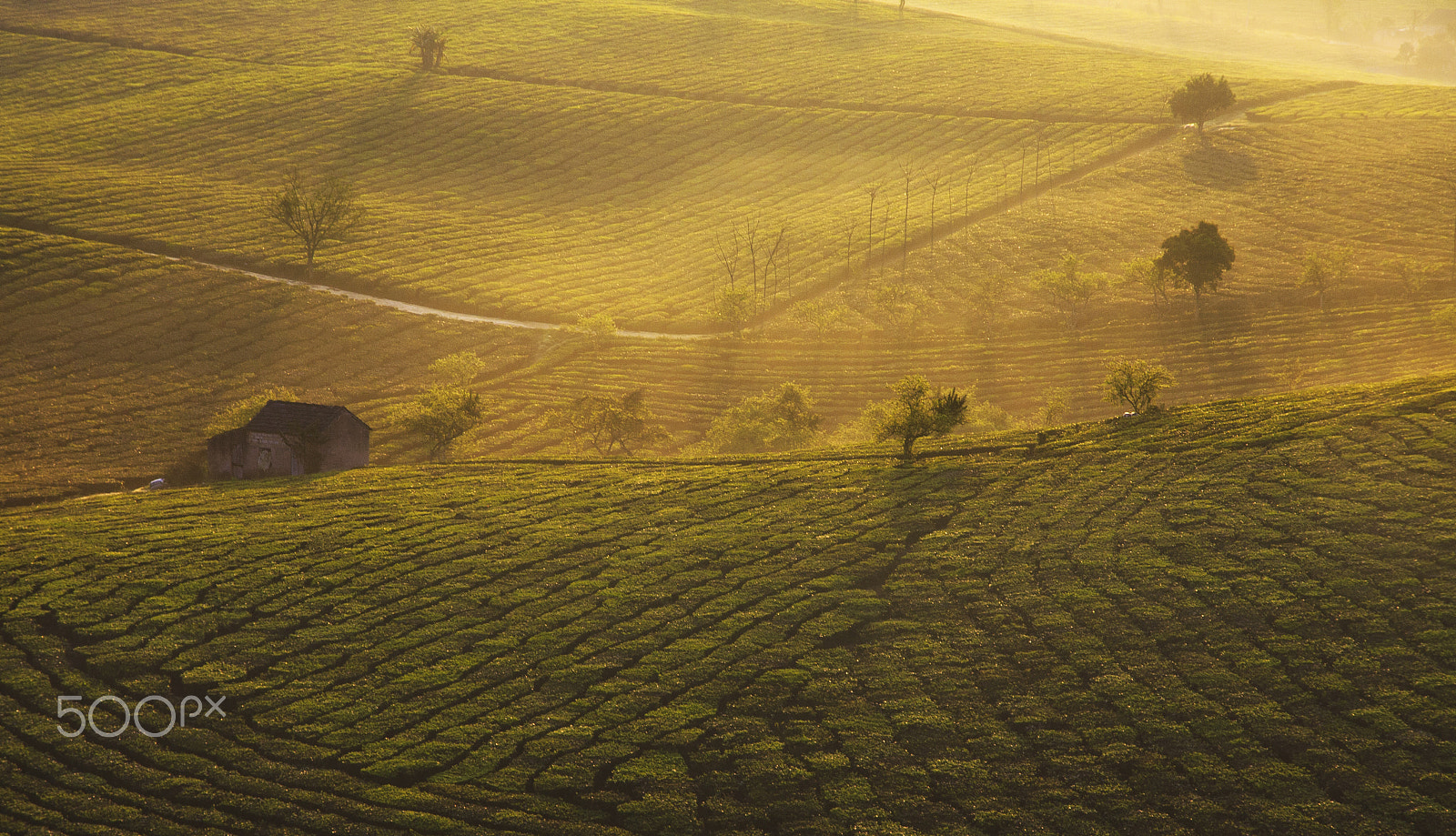Canon EOS 40D sample photo. Tea hill in sunrise of mocchau highland. photography