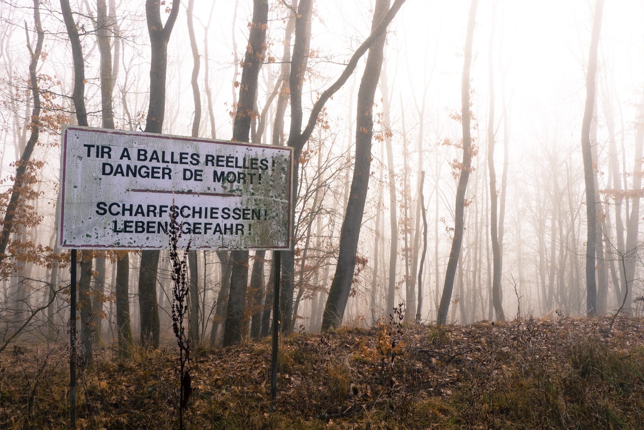 Leica D-LUX 5 sample photo. Shot in the forest on a sunday morning, this pictu ... photography