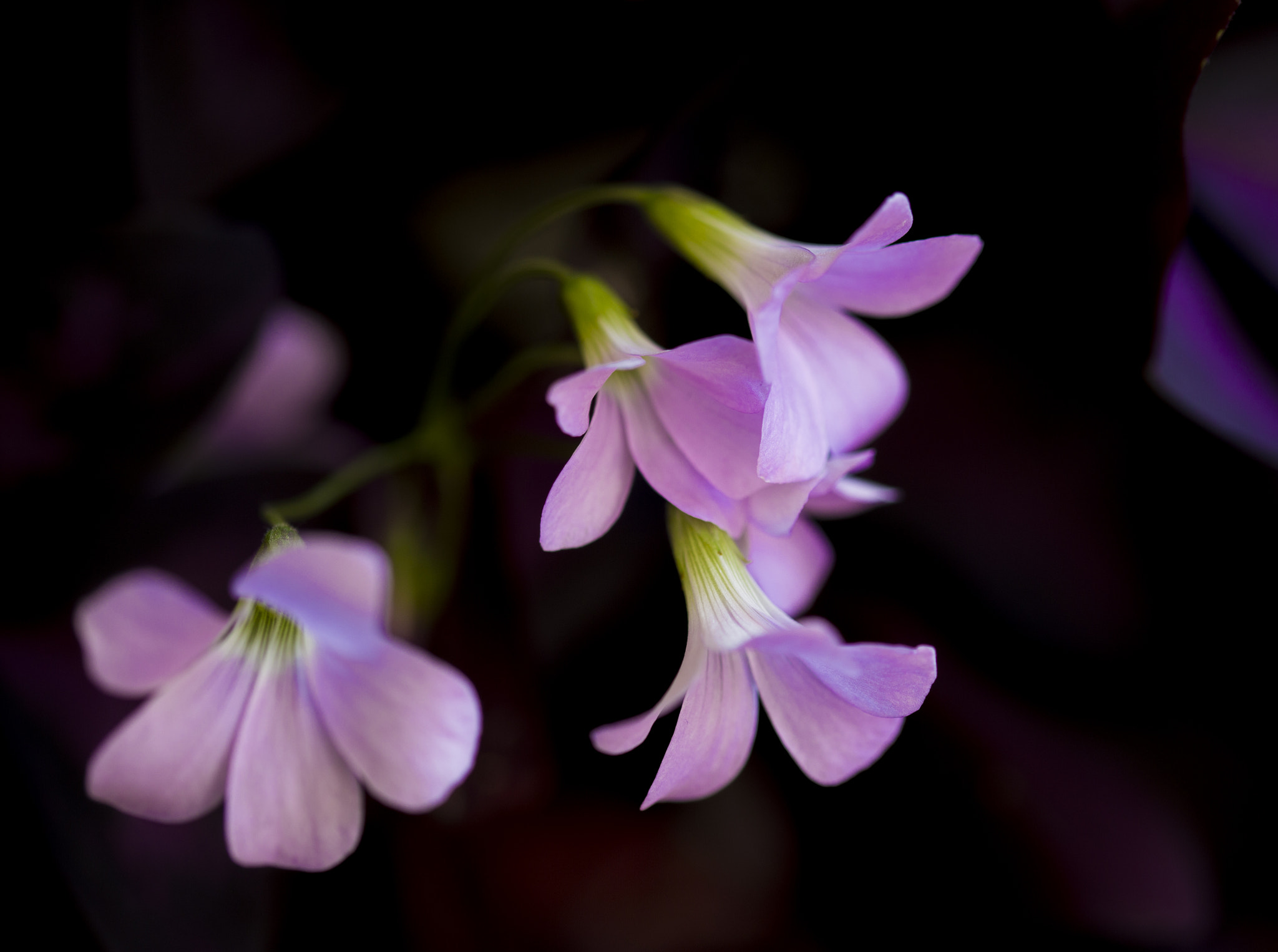 Sigma 105mm F2.8 EX DG OS HSM sample photo