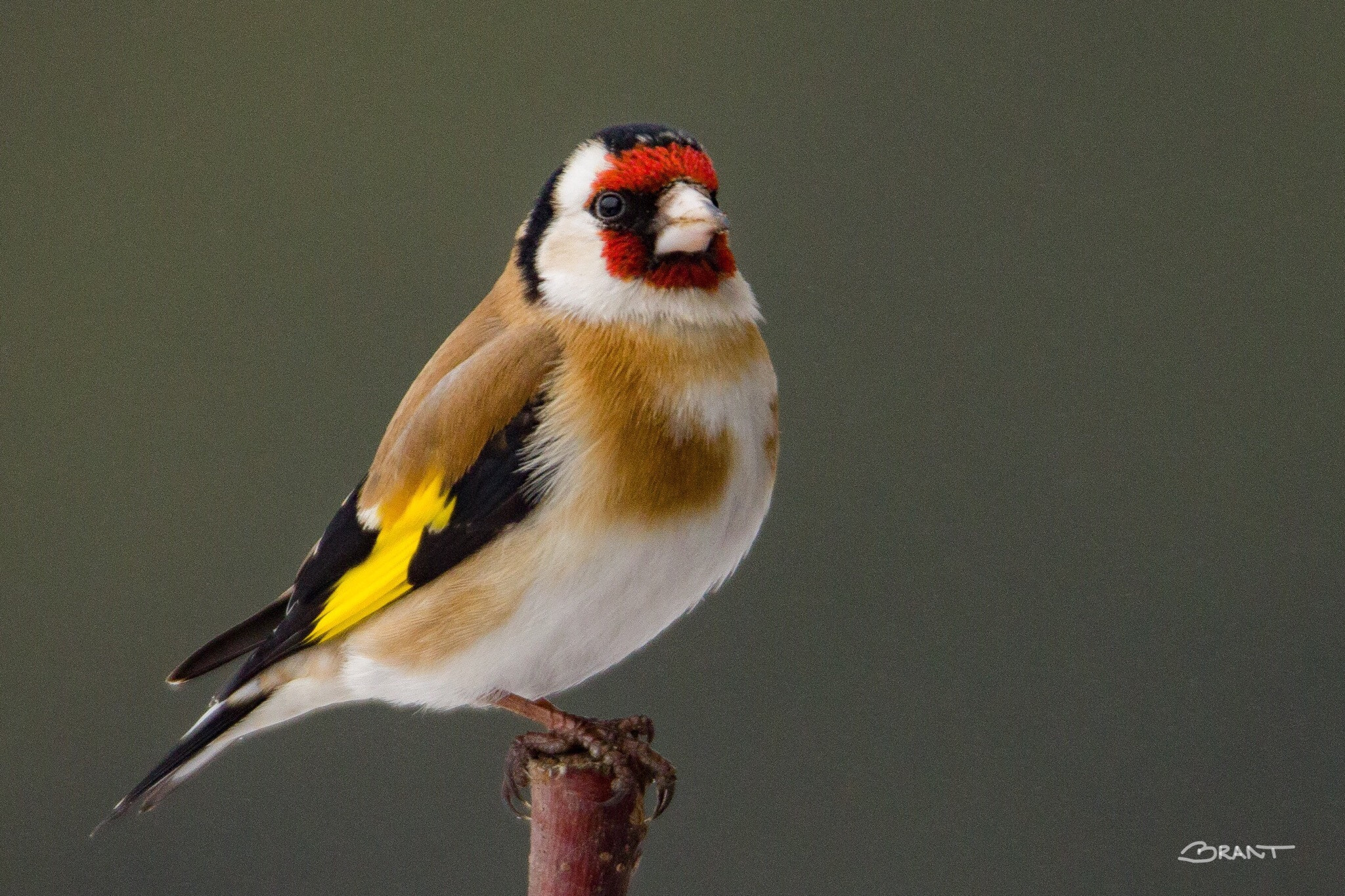 Sigma 150mm f/2.8 EX DG OS HSM APO Macro sample photo. Posing goldfinch photography