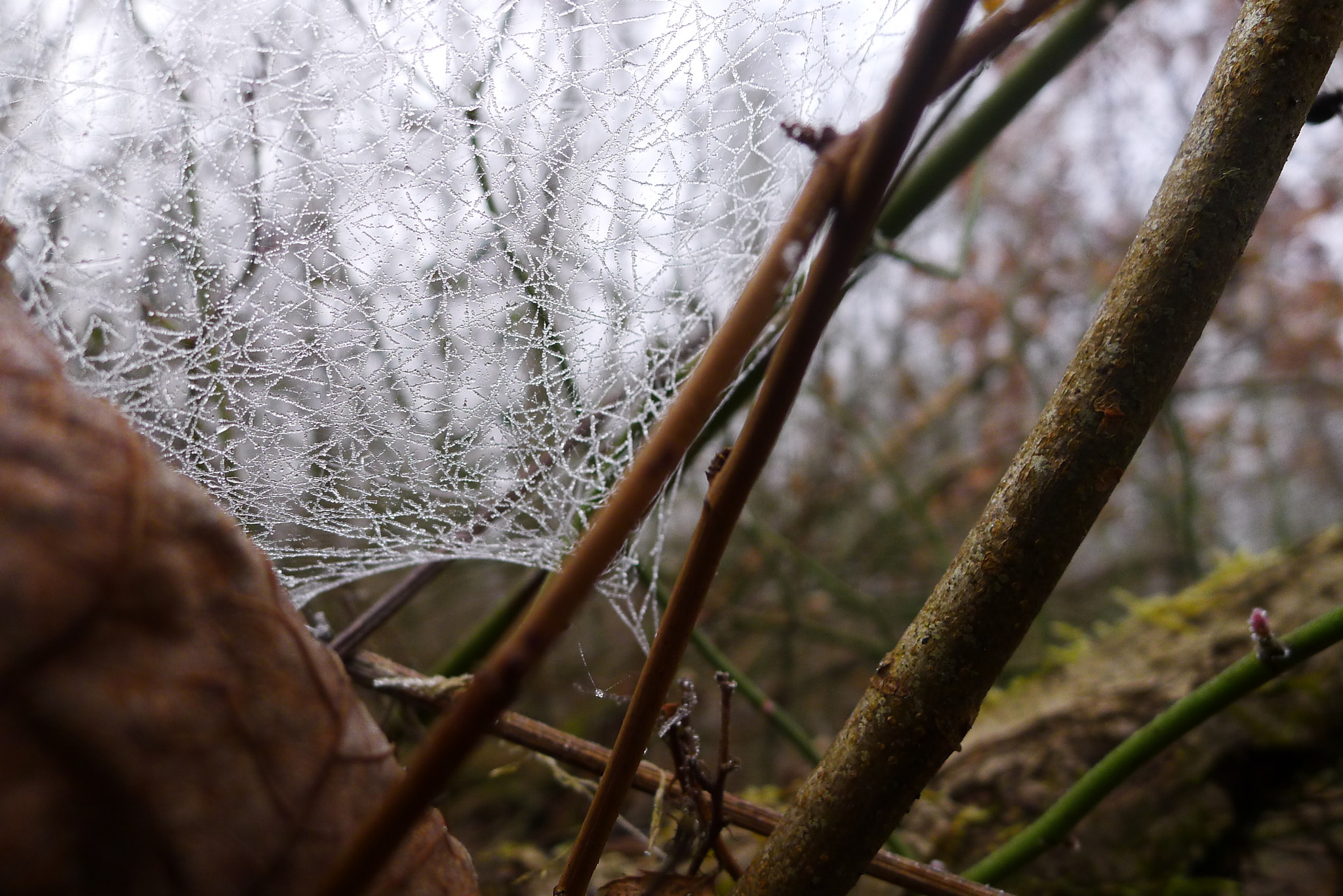 Leica D-LUX 5 sample photo. Frozen spider net . photography