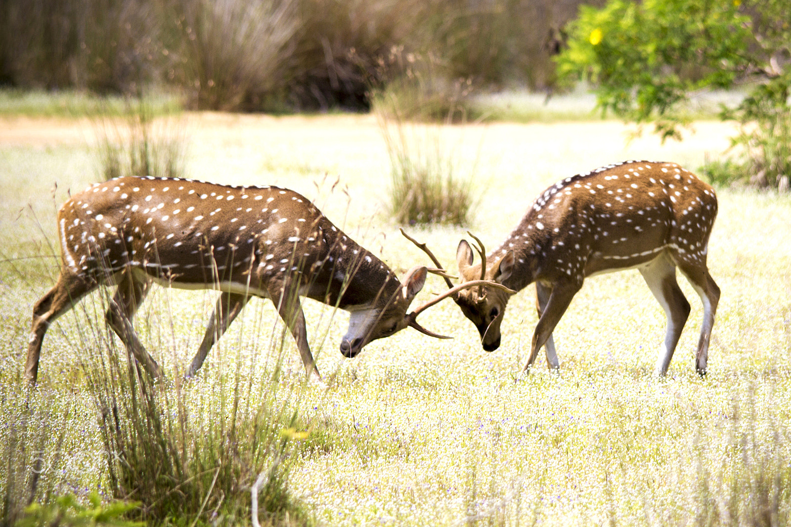 Canon EOS 600D (Rebel EOS T3i / EOS Kiss X5) + Sigma 150-500mm F5-6.3 DG OS HSM sample photo. Male deer fighting in forest photography