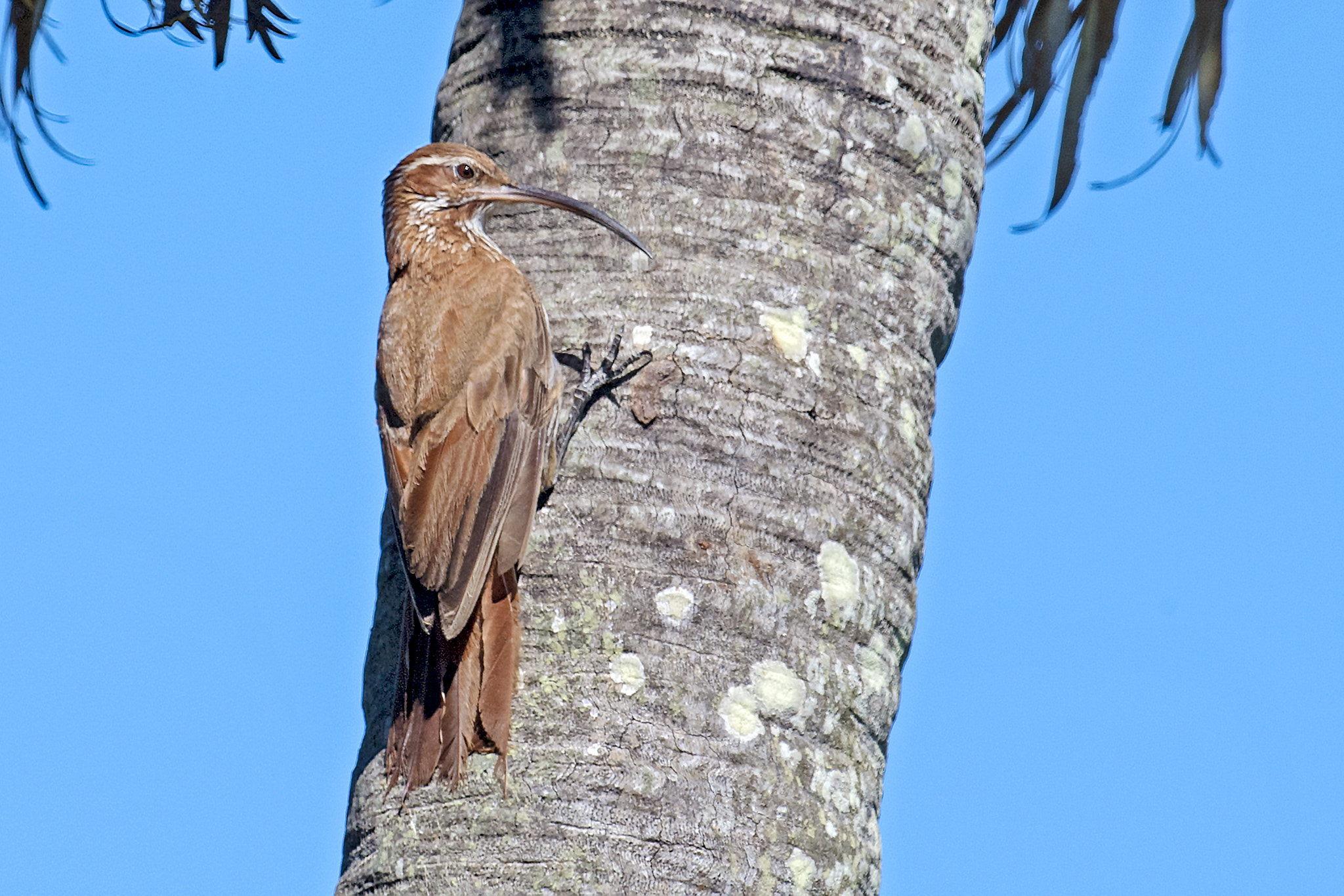 Nikon AF-S Nikkor 800mm F5.6E FL ED VR sample photo. Scimitar-billed woodcreeper photography