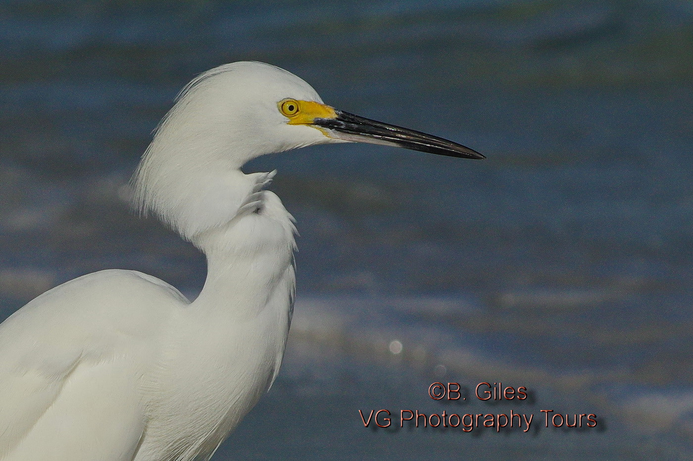Pentax smc DA* 60-250mm F4.0 ED (IF) SDM sample photo. Snowy egret portrait photography