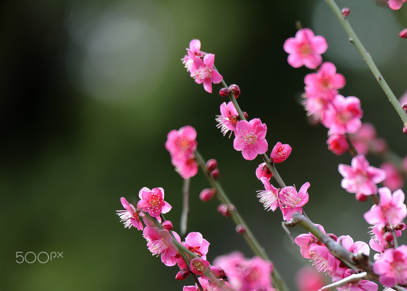 Nikon D700 sample photo. Plum blossoms photography