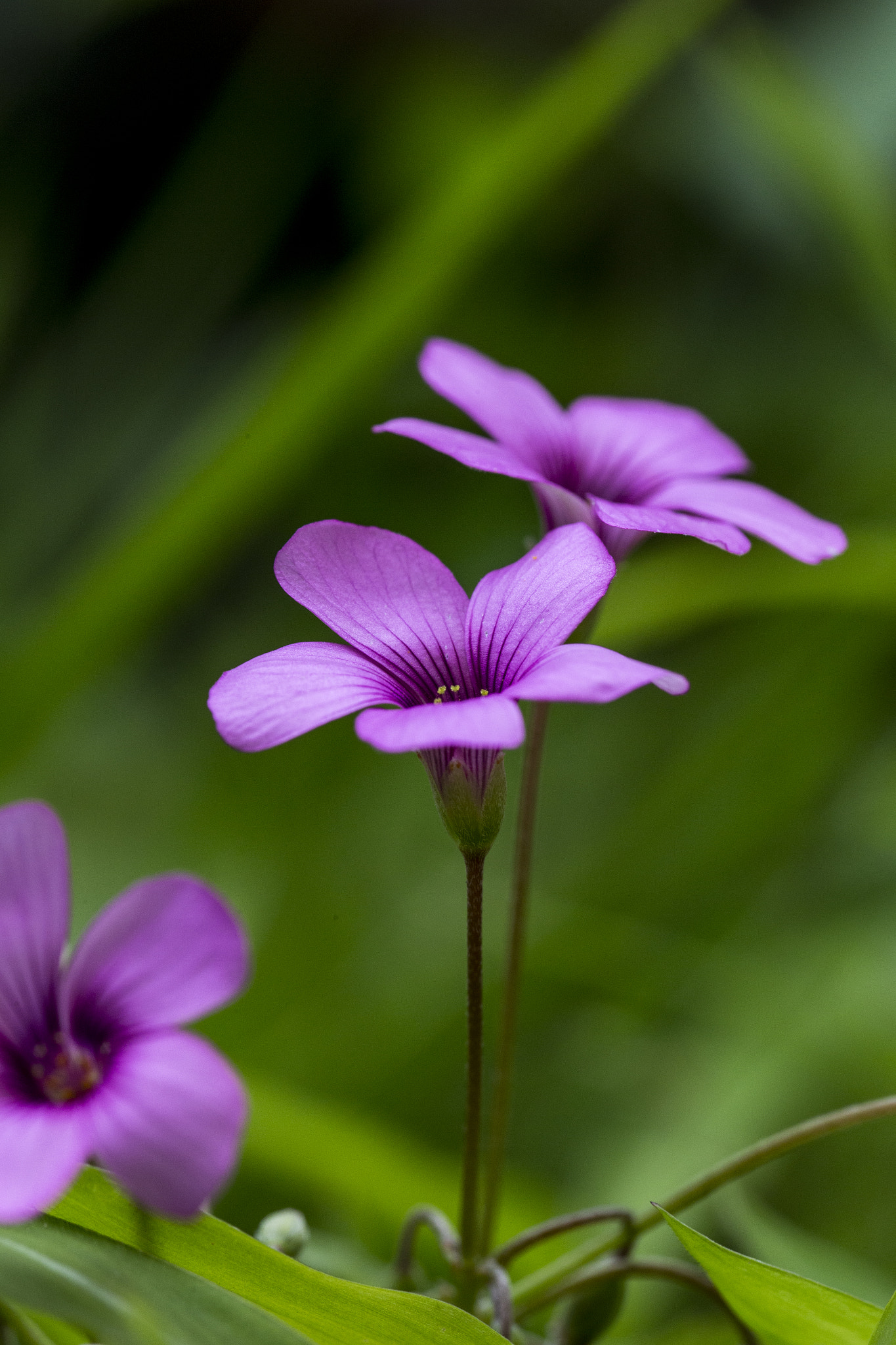 Sigma 105mm F2.8 EX DG OS HSM sample photo