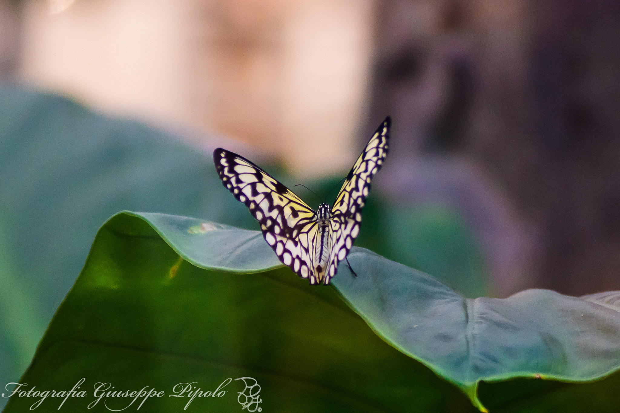 Sony SLT-A77 + Tamron SP AF 90mm F2.8 Di Macro sample photo. Idea leuconoe photography