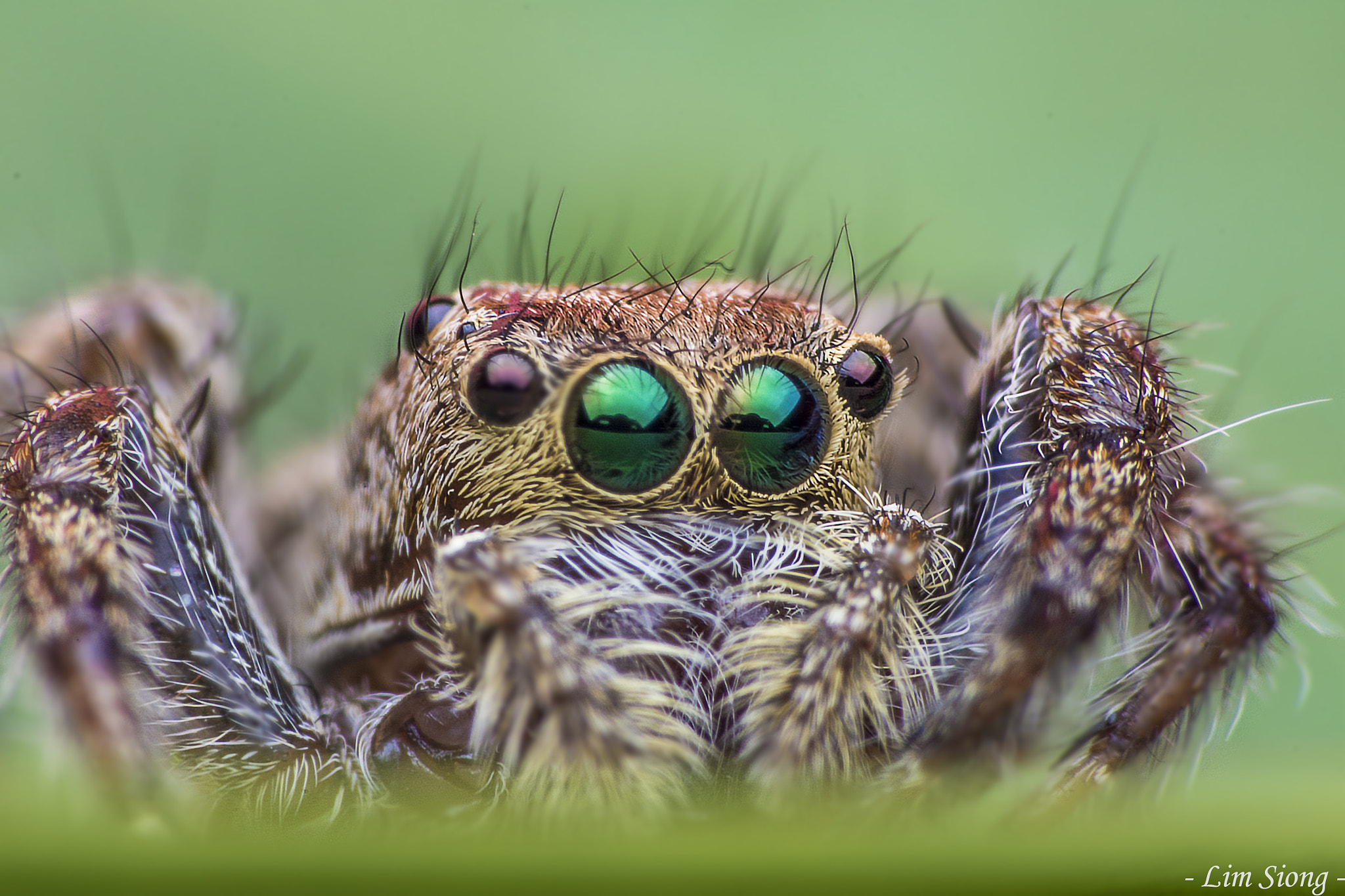 Nikon D7100 sample photo. Portrait of jumping spider photography