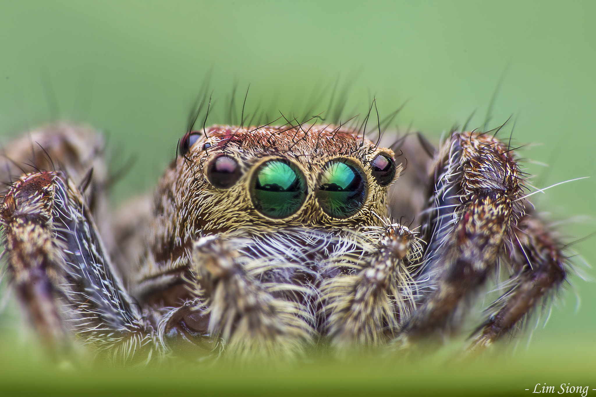 Sigma 70-300mm F4-5.6 APO DG Macro sample photo. Portrait of jumping spider photography