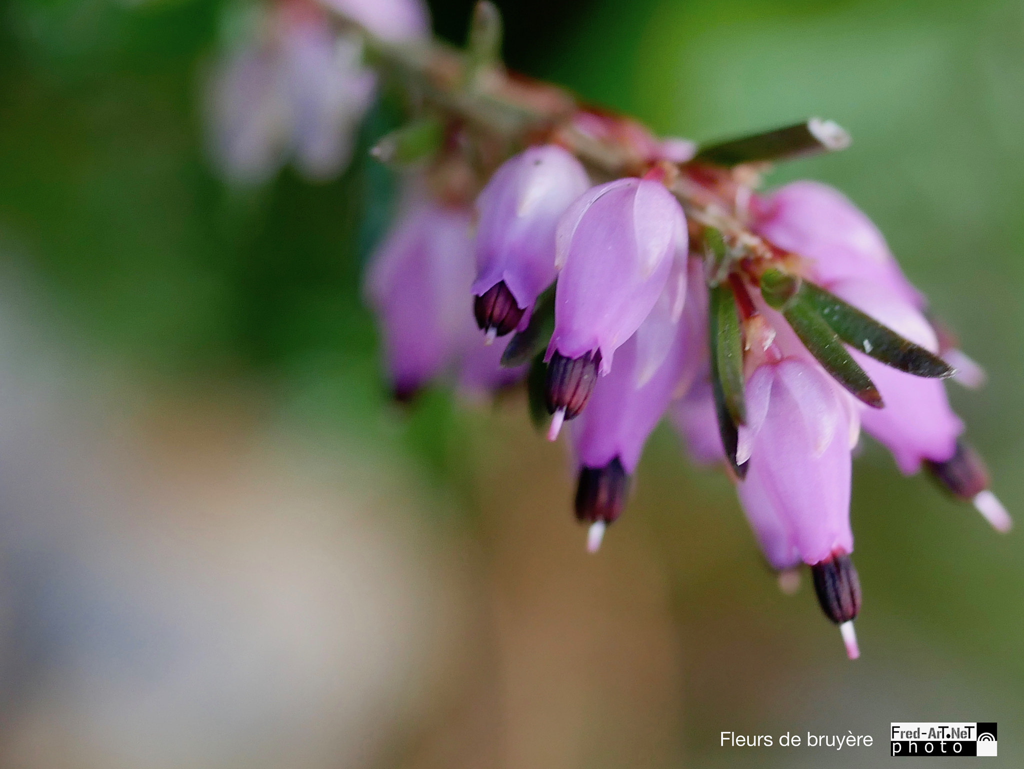 Panasonic DMC-G70 + Panasonic Lumix G Macro 30mm F2.8 ASPH Mega OIS sample photo. F de bruyère photography