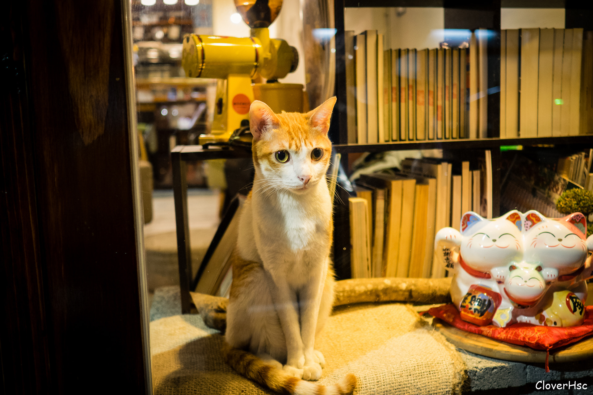 Olympus OM-D E-M1 + Olympus M.Zuiko Digital 17mm F1.8 sample photo. Kitty photography