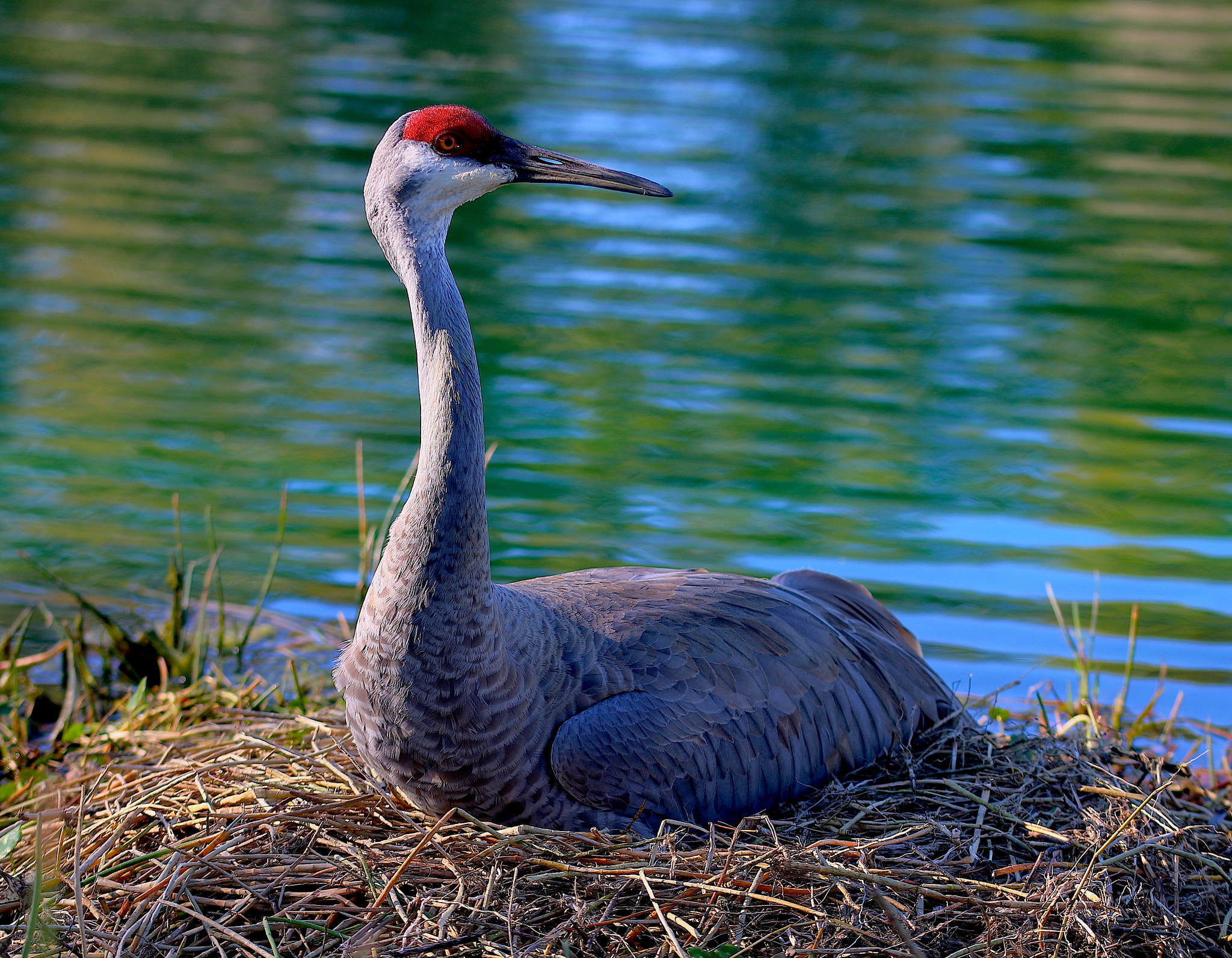 Sigma 105mm F2.8 EX DG OS HSM sample photo. Sandhill crane on her nest. photography