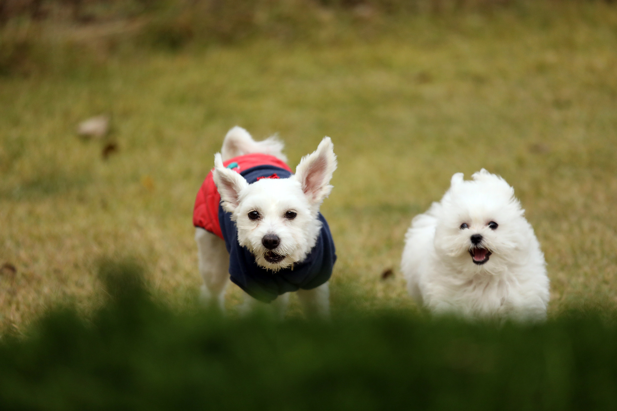 Canon EF 70-200mm F4L IS USM sample photo. Dog photography