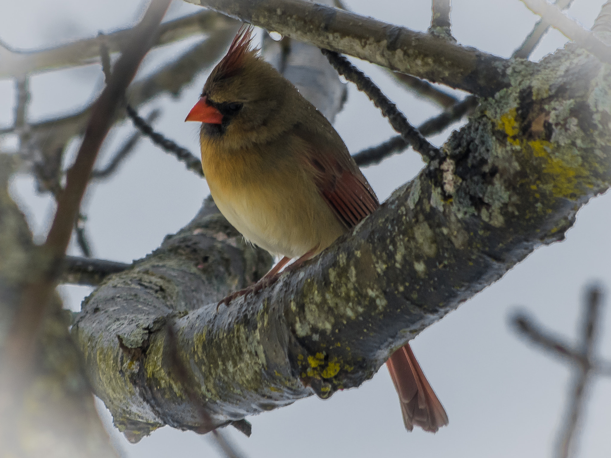 HD Pentax DA 55-300mm F4.0-5.8 ED WR sample photo. Female cardinal photography
