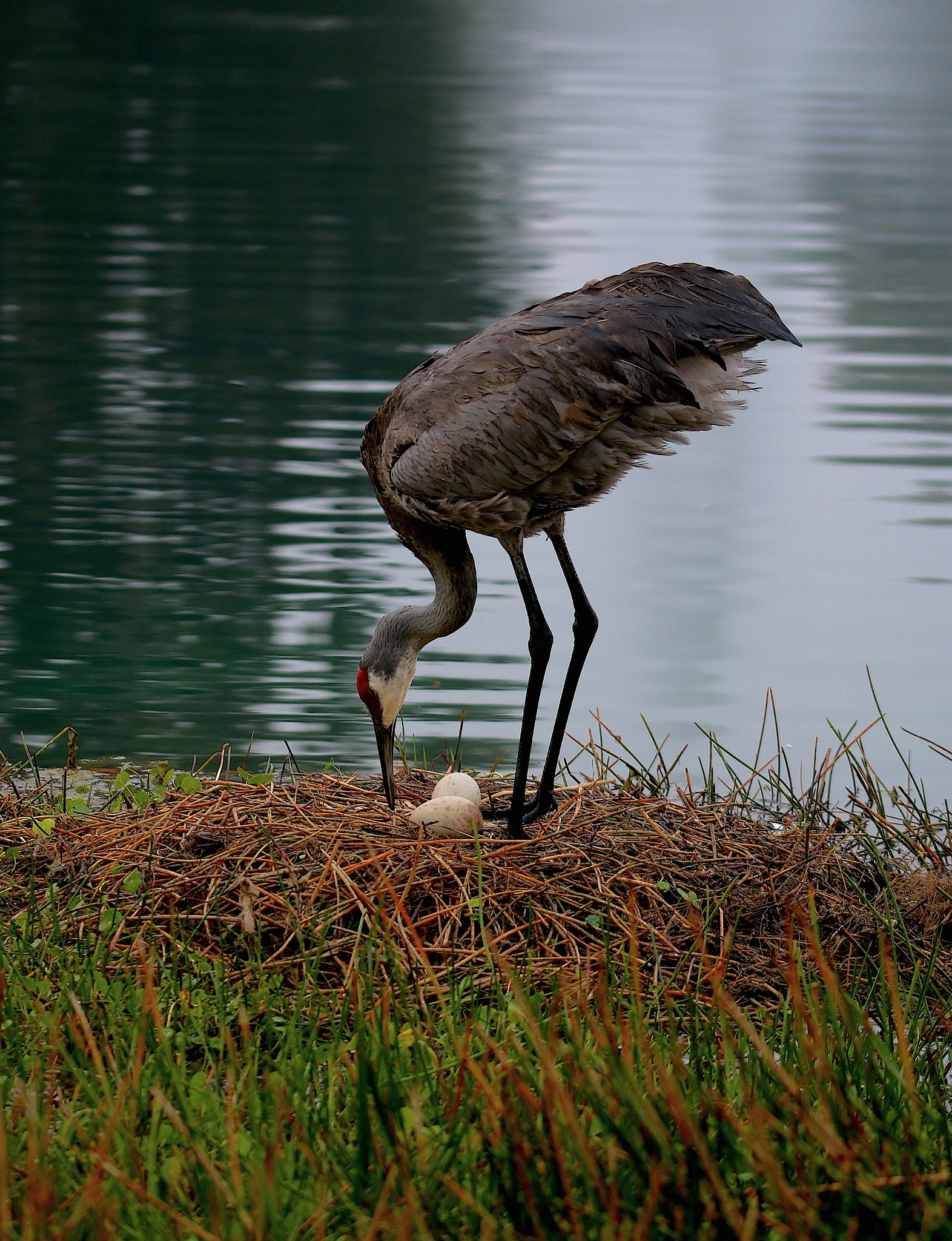 Sigma 105mm F2.8 EX DG OS HSM sample photo. Sandhill crane and her nest. two eggs! photography