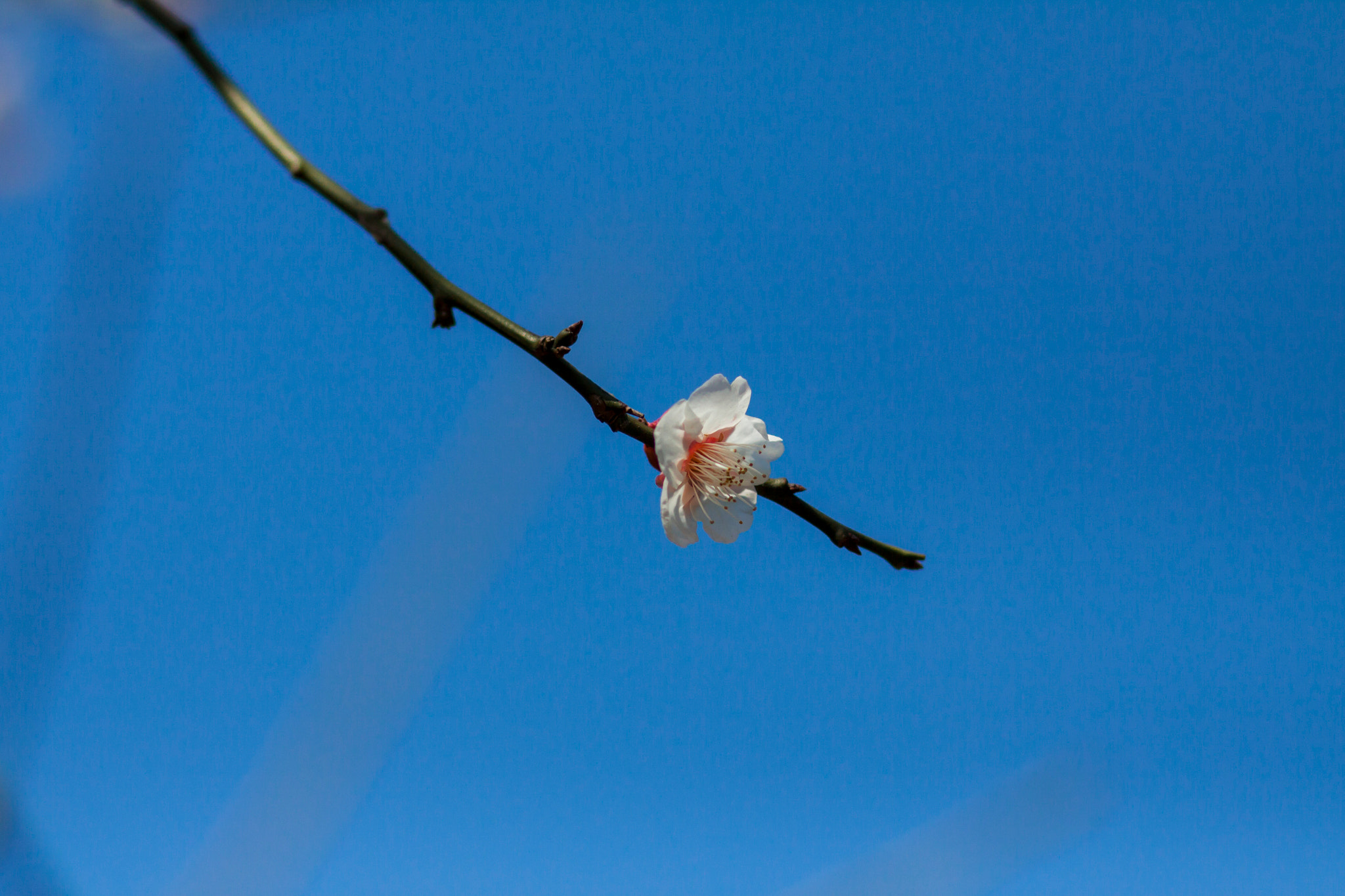 Canon EOS 50D + Canon EF 85mm F1.8 USM sample photo. Plum blossom photography