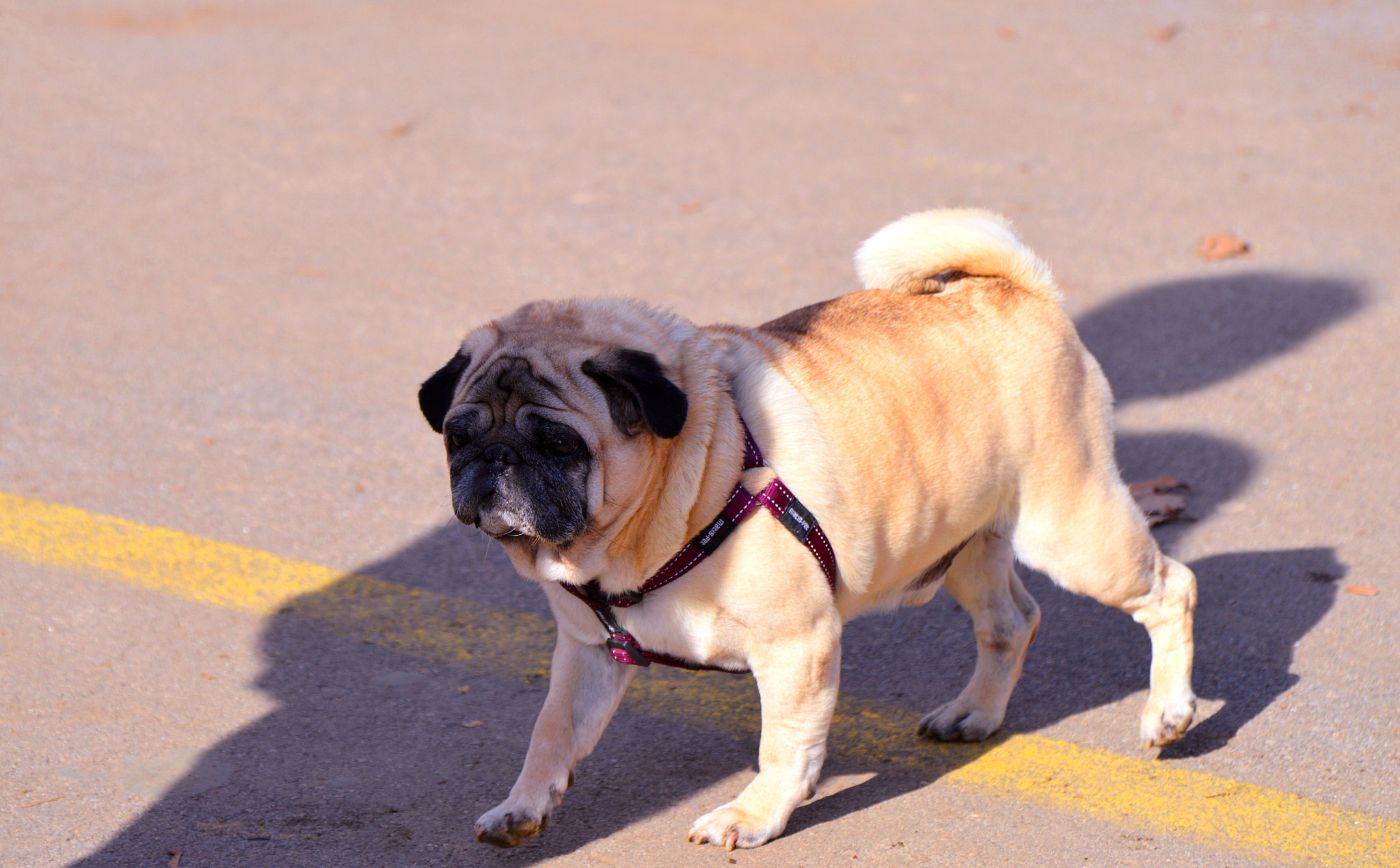 Nikon D3200 sample photo