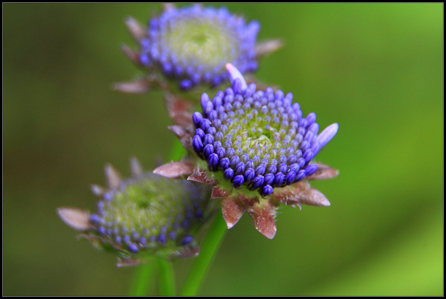 Canon EOS 450D (EOS Rebel XSi / EOS Kiss X2) sample photo. Violet photography
