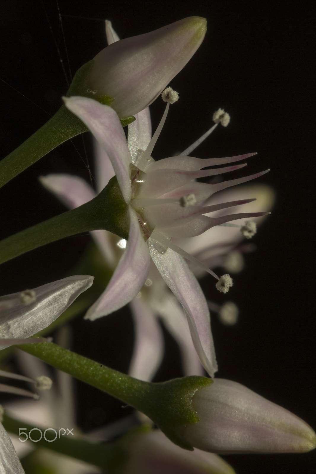 Canon EF 100mm F2.8 Macro USM sample photo. Pom pom's of pollen ? photography