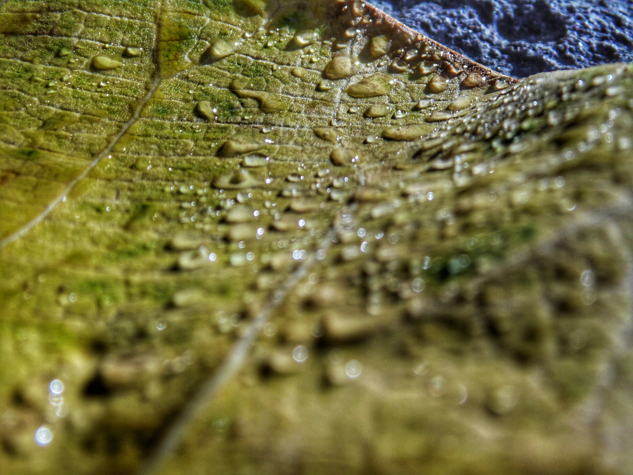 Samsung WB110/  WB111 sample photo. Water drops on leaf photography