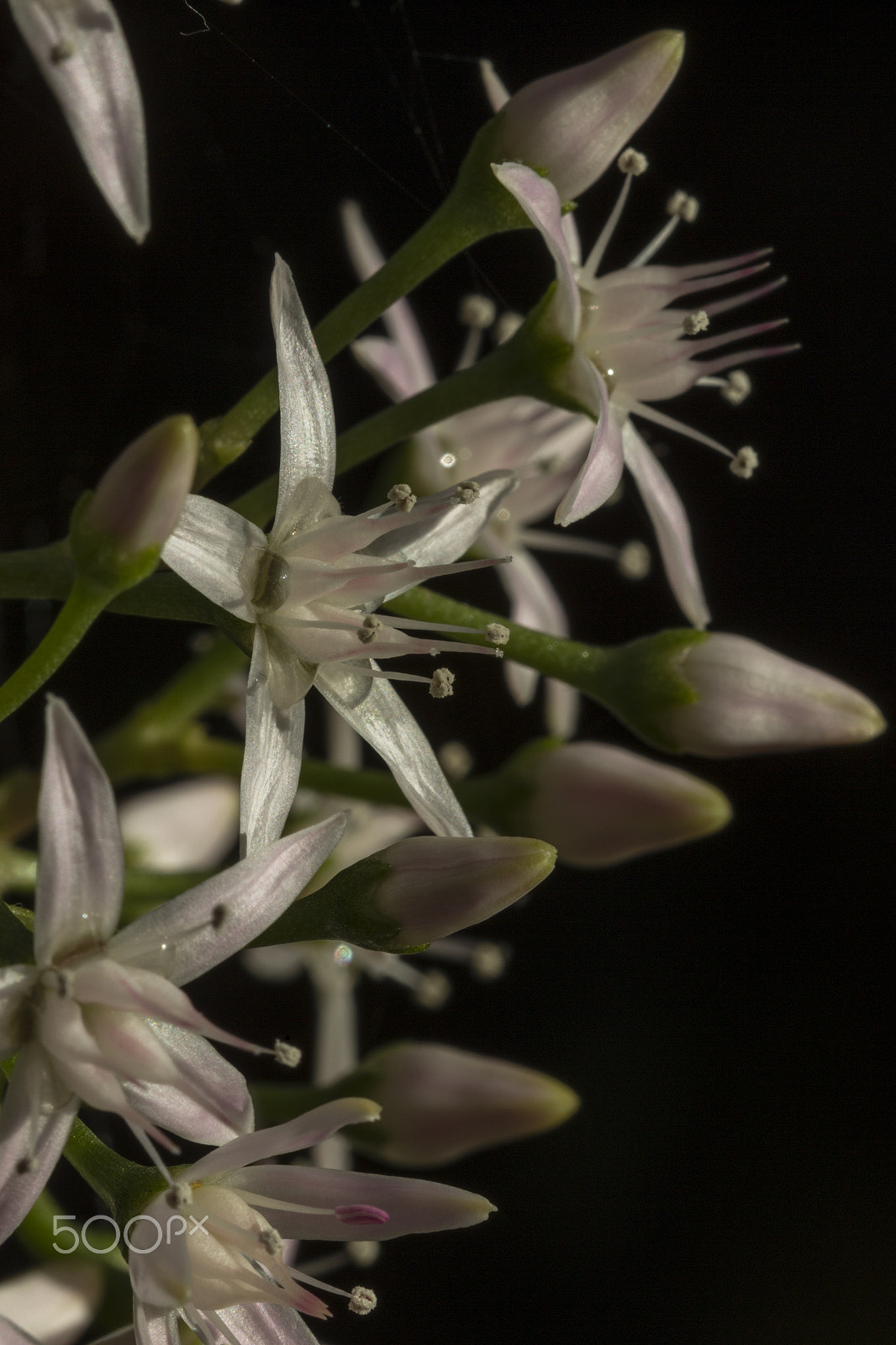 Canon EF 100mm F2.8 Macro USM sample photo. Pools of money ! photography