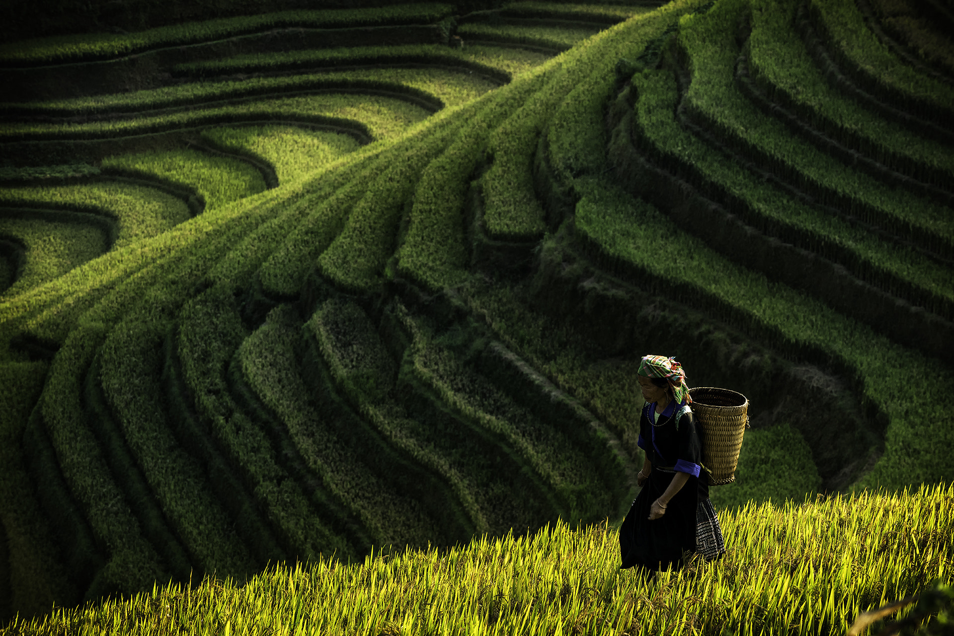 Nikon D810 sample photo. Rice terraces in mu cang chai, vietnam photography