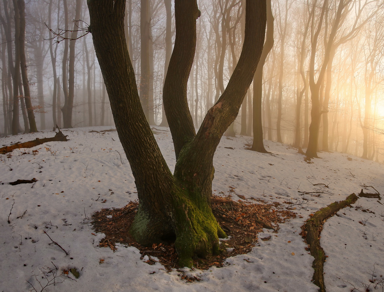 Sigma 24-105mm f/4 DG OS HSM | A sample photo. Wooden triplets photography